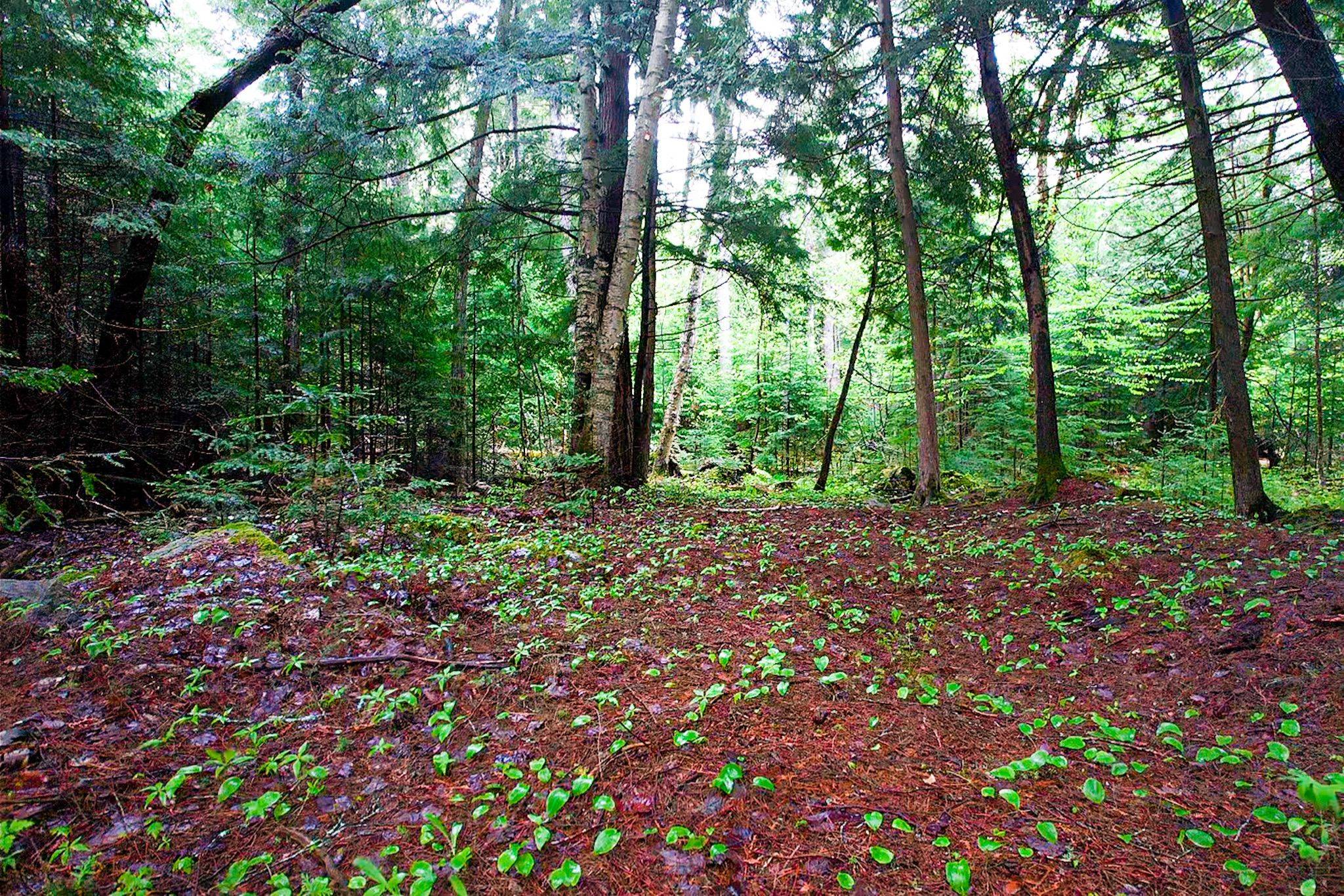 Madawaska Valley, ON K0J 1B0,- Biernacki Mountain RD