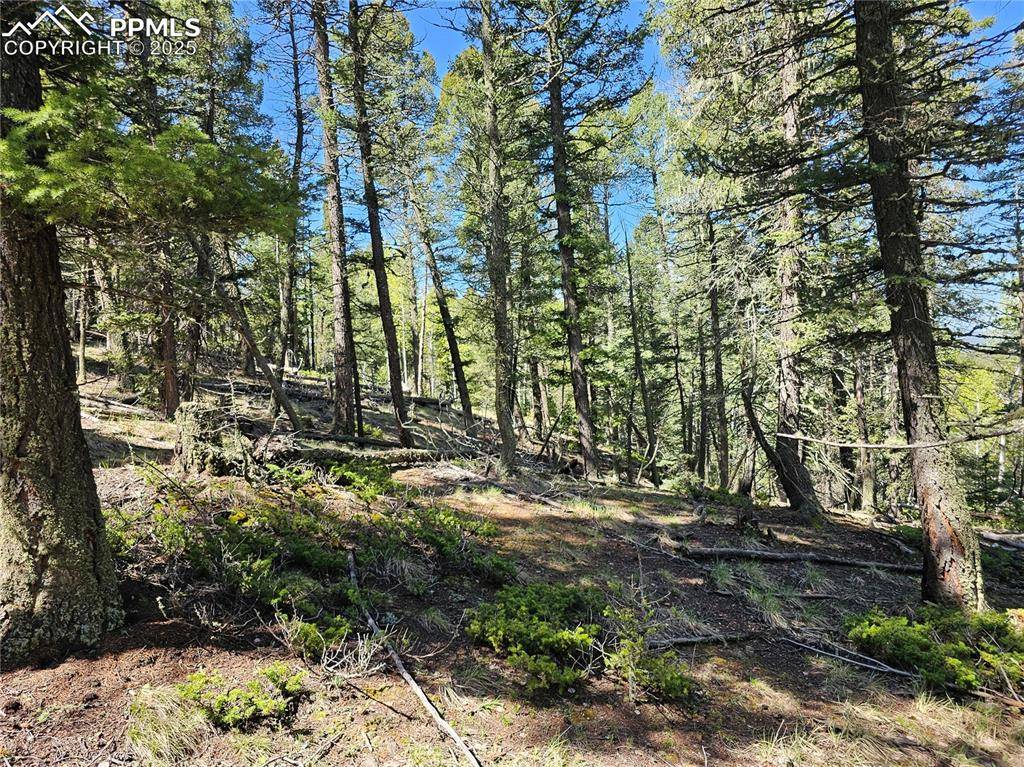 Florissant, CO 80816,52 Warrior CIR