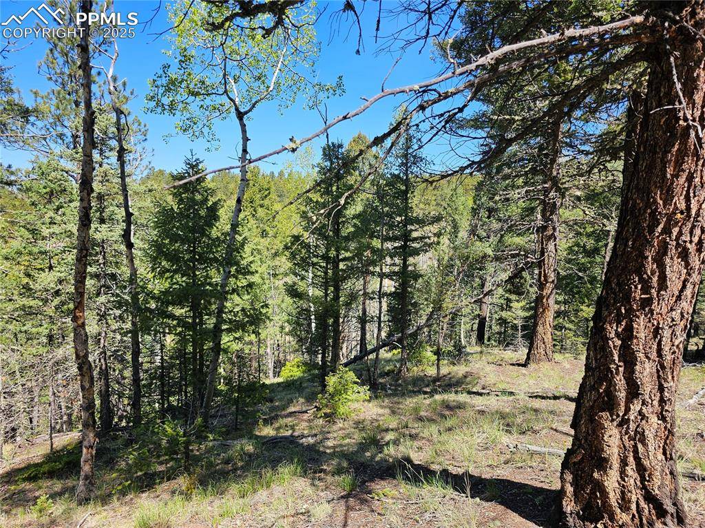 Florissant, CO 80816,52 Warrior CIR