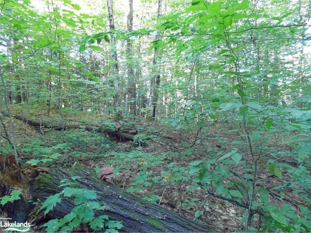 Lake Of Bays, ON P0A 1H0,0 Angle Lake RD