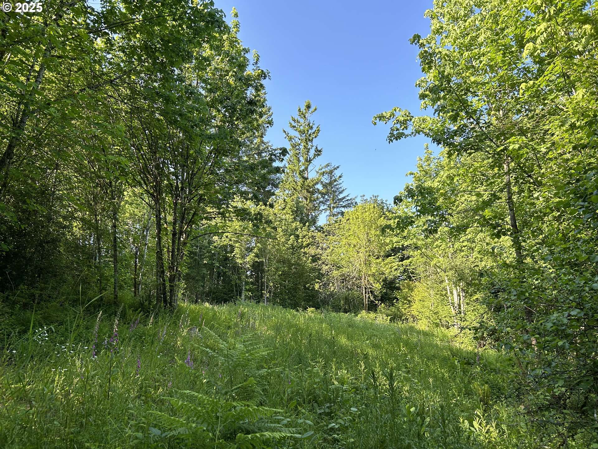 Yacolt, WA 98675,NE Fargher DR