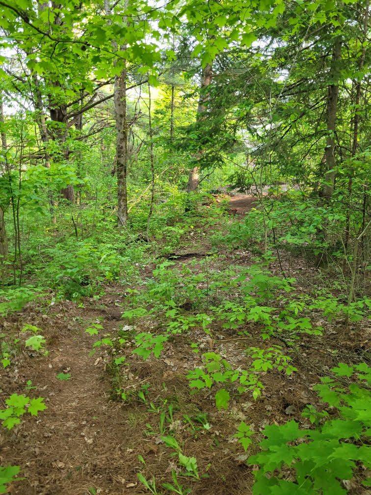 Lake Of Bays, ON P0B 1A0,00 Spruce ST