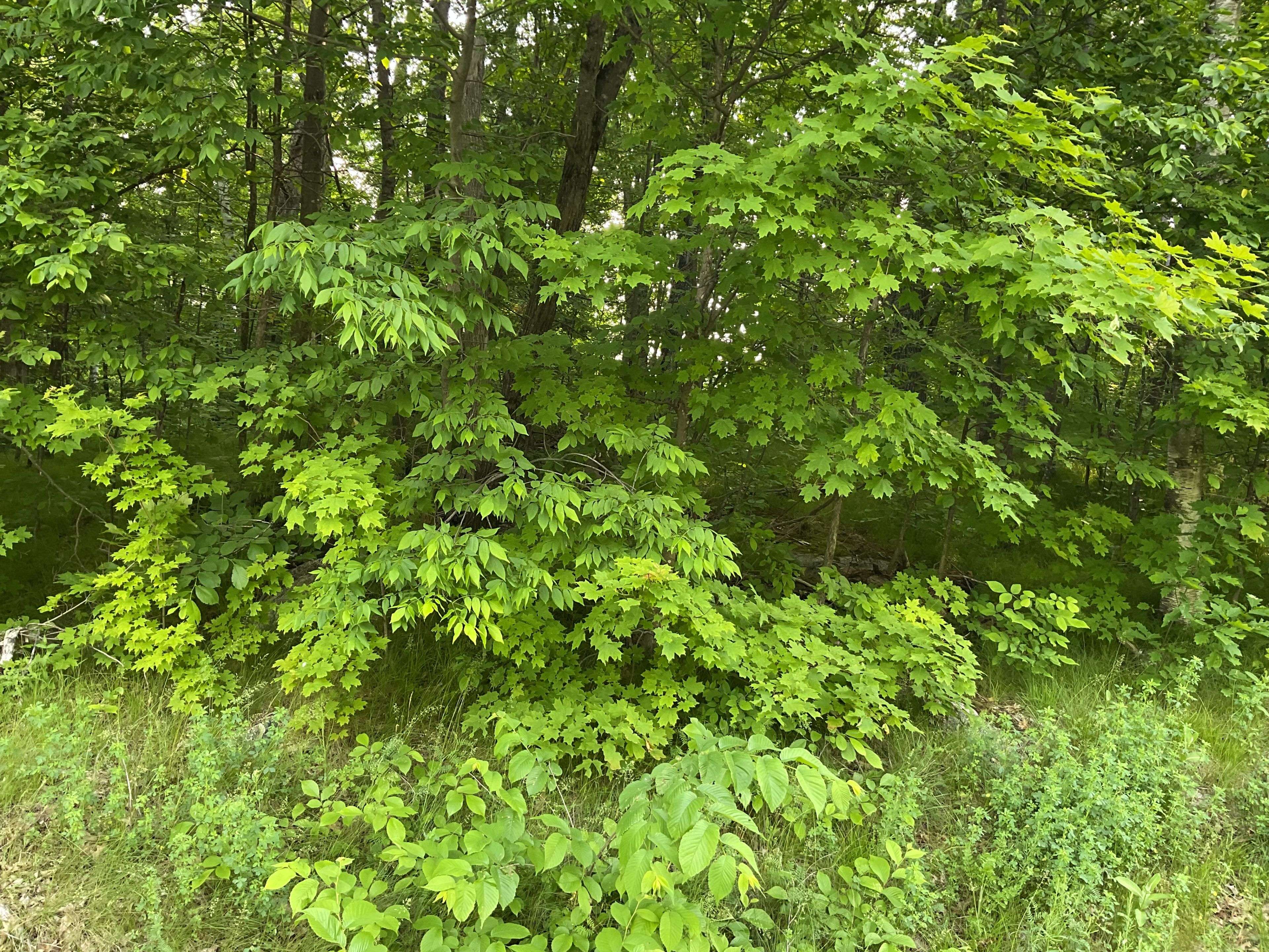 Lanark Highlands, ON K0G 1K0,0 Cty Rd 511 RD N