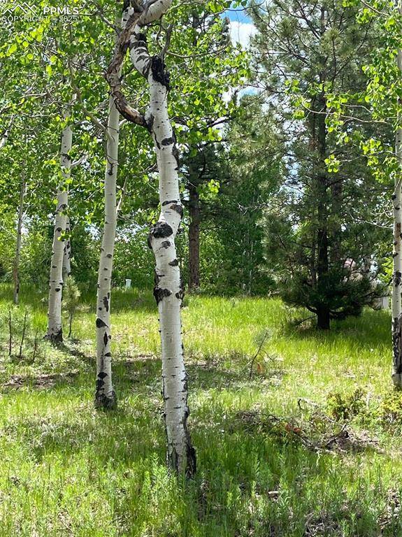 Woodland Park, CO 80863,630 PEMBROOK DR
