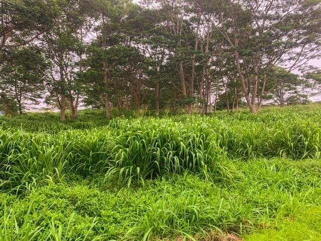 Pahala, HI 96777