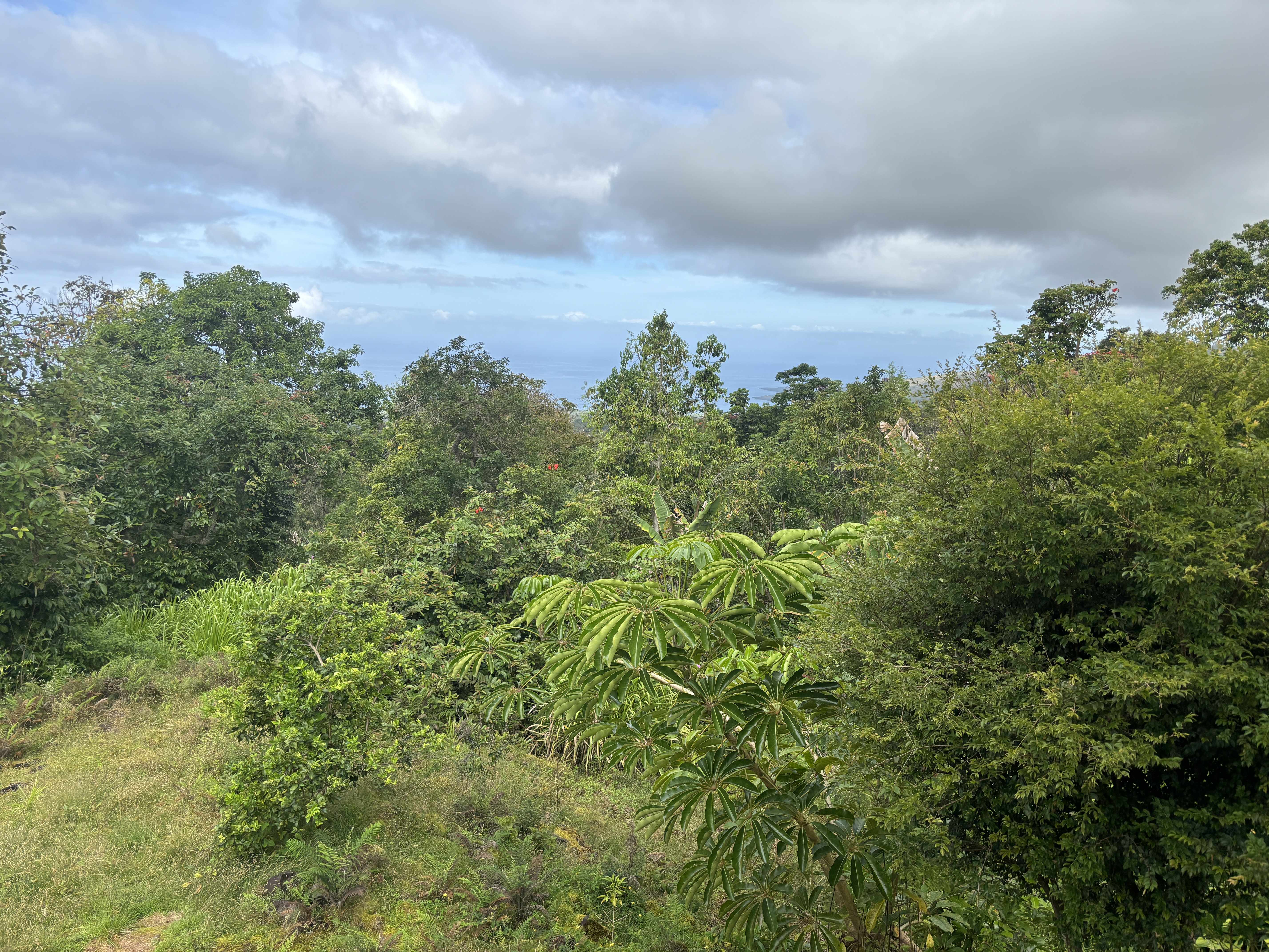 Captain Cook, HI 96704,83-5430-D HAWAII BELT RD