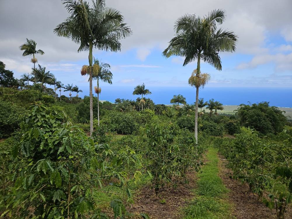 Captain Cook, HI 96704