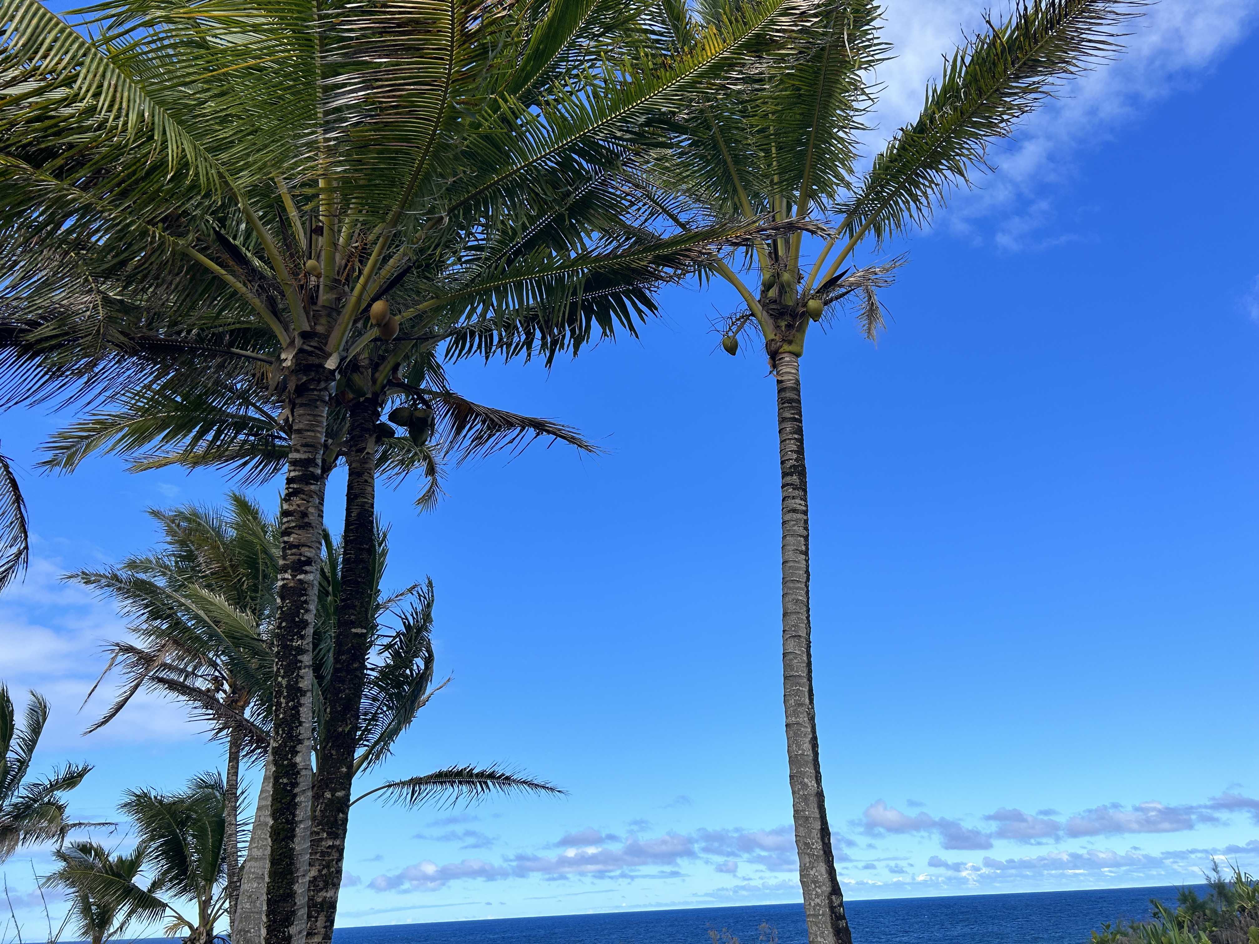 Pahoa, HI 96778,WELEA ST