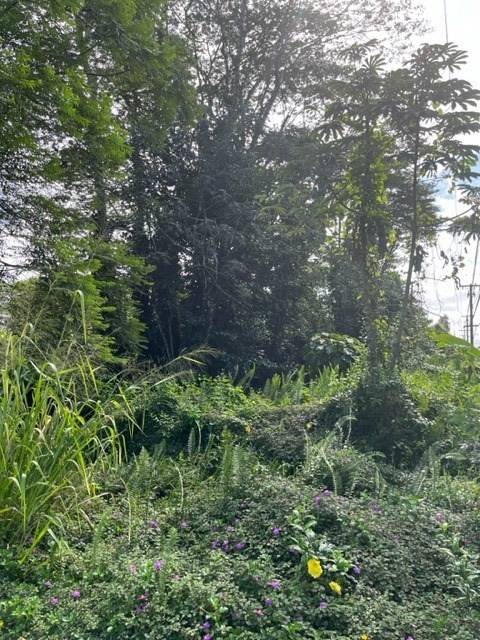 Pahoa, HI 96778,S KUMU ST