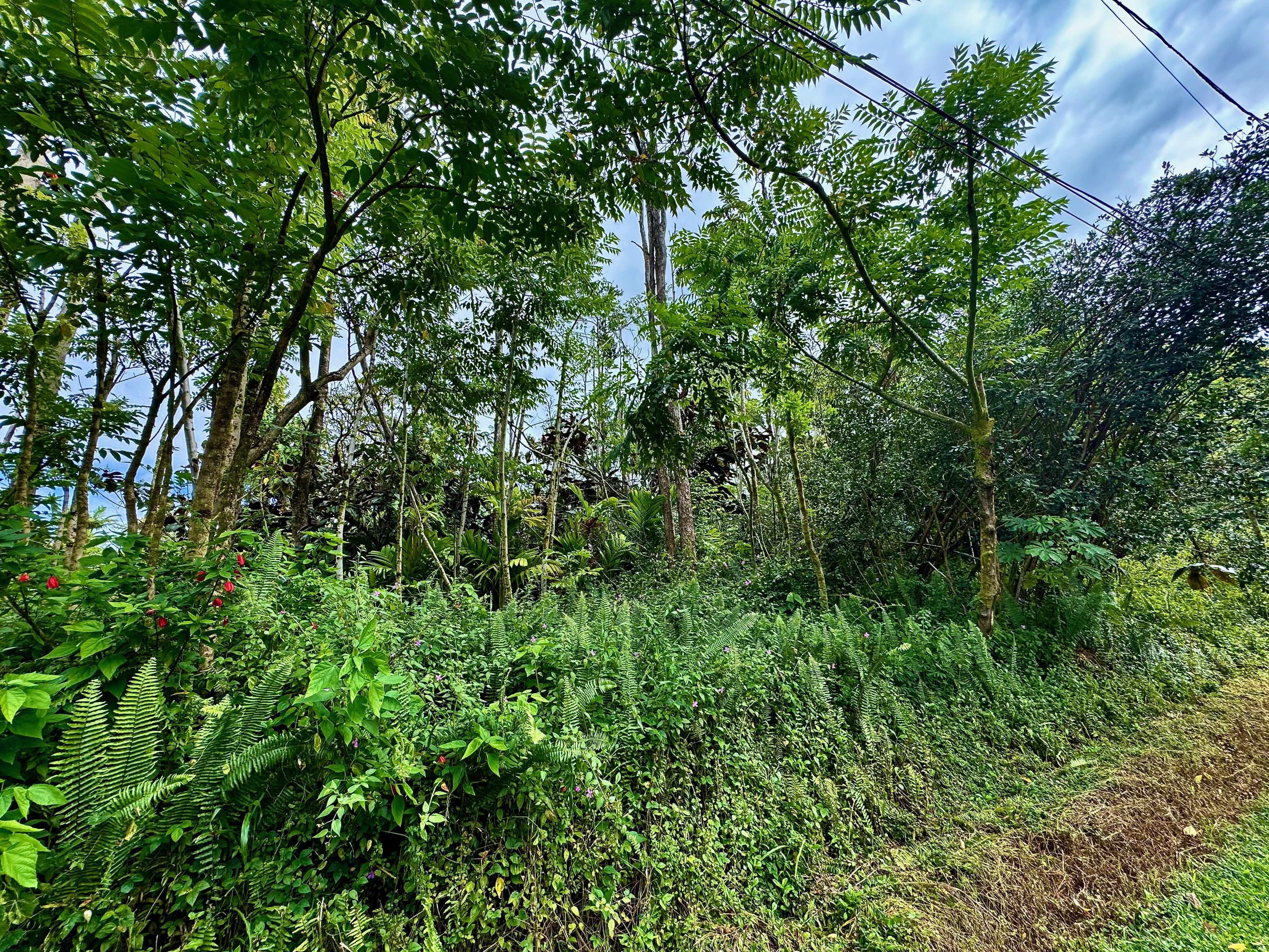 Pahoa, HI 96778,NOHEA ST