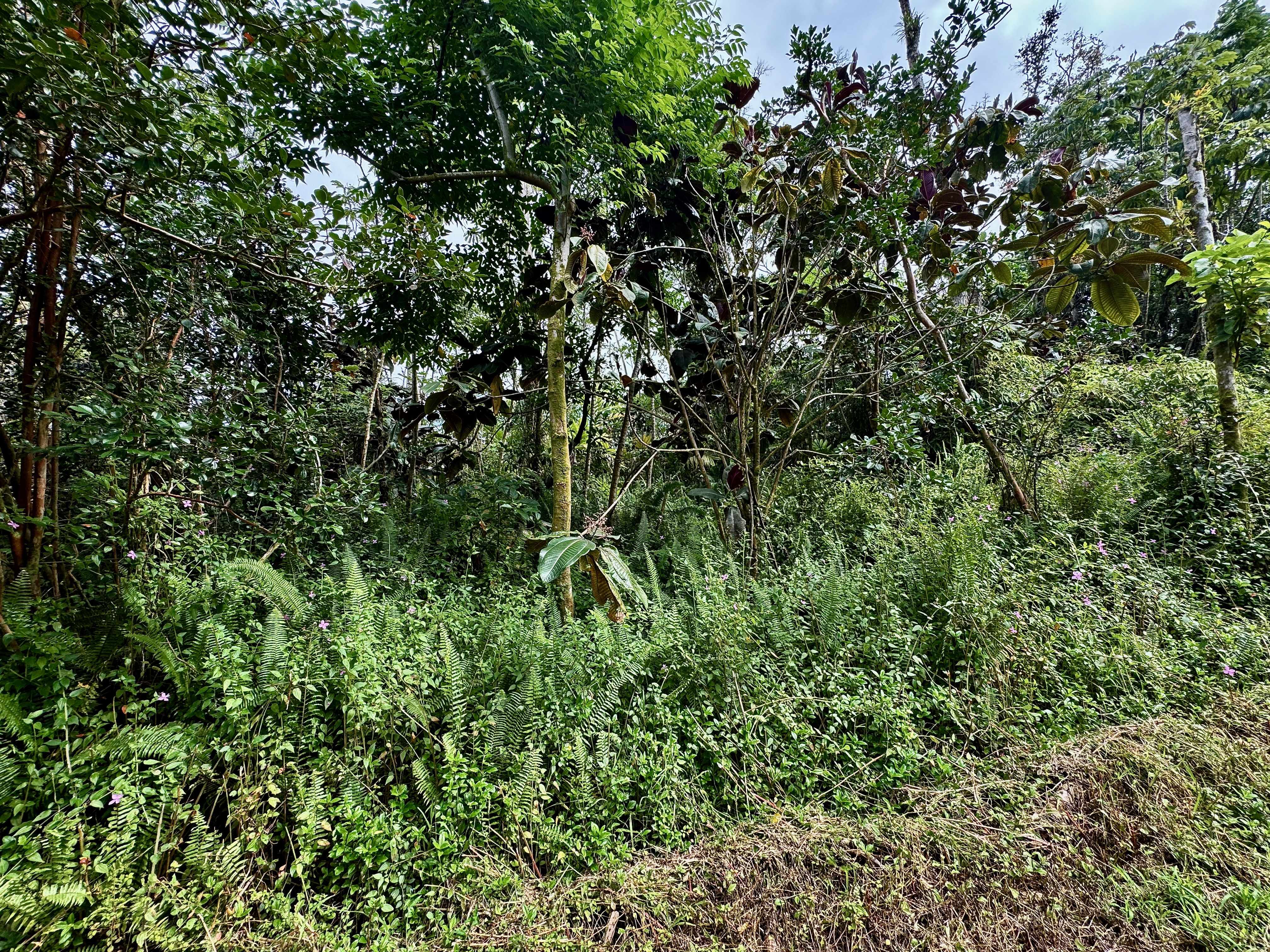 Pahoa, HI 96778,NOHEA ST