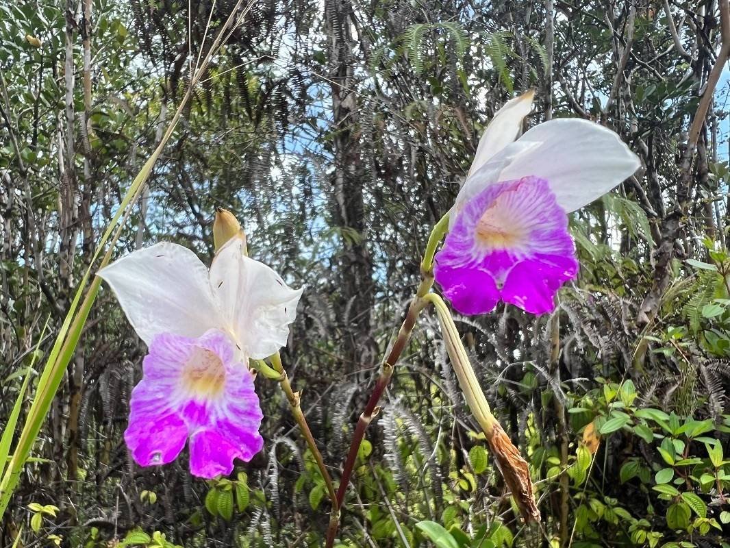 Mountain View, HI 96760,ROAD 1 (UHINI ANA)