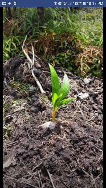 Mountain View, HI 96760,ROAD 1 (UHINI ANA)