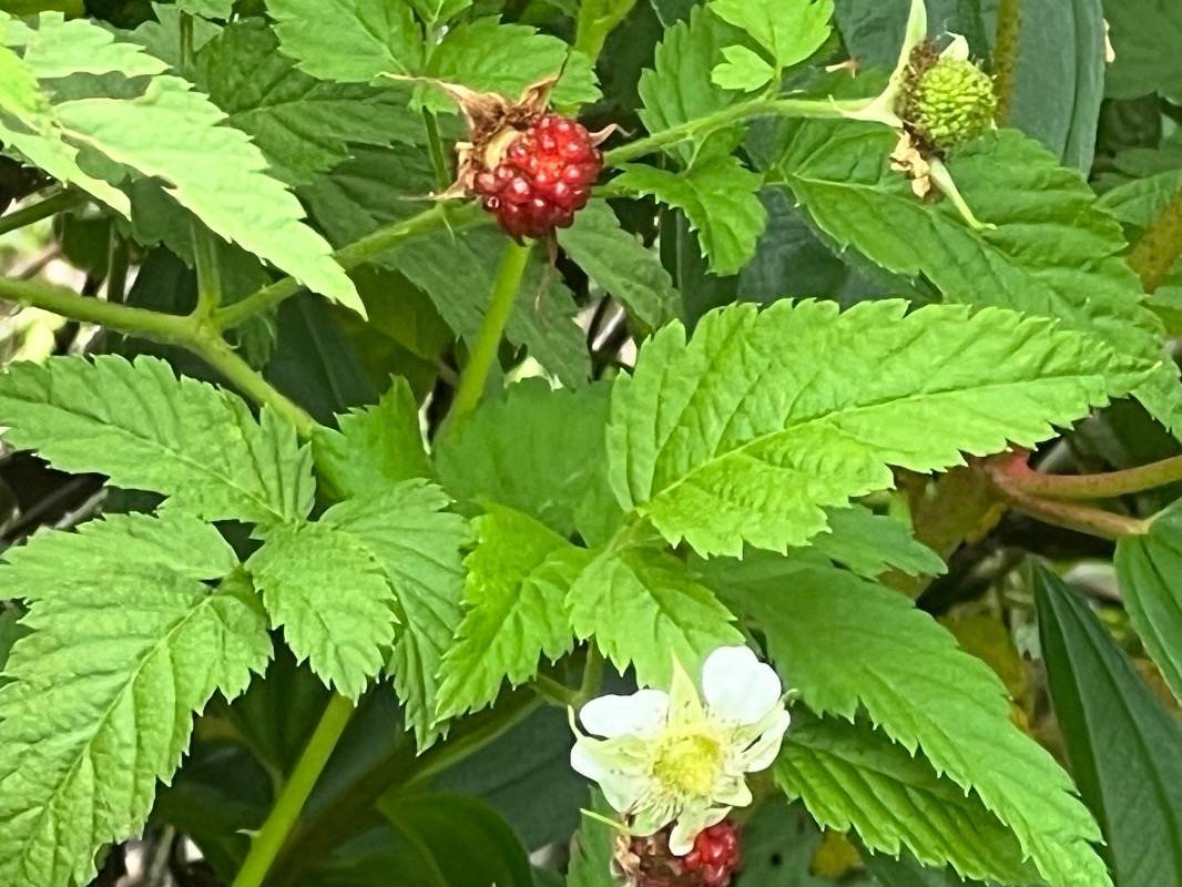 Mountain View, HI 96760,ROAD 1 (UHINI ANA)