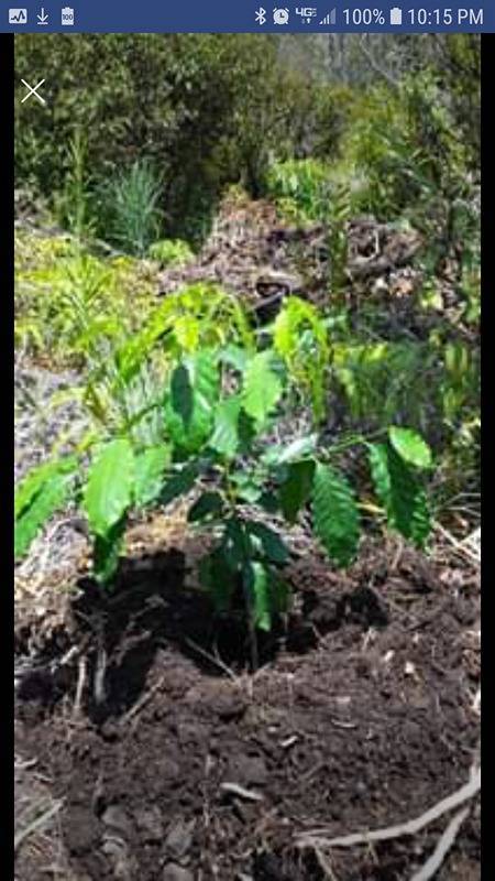 Mountain View, HI 96760,ROAD 1 (UHINI ANA)