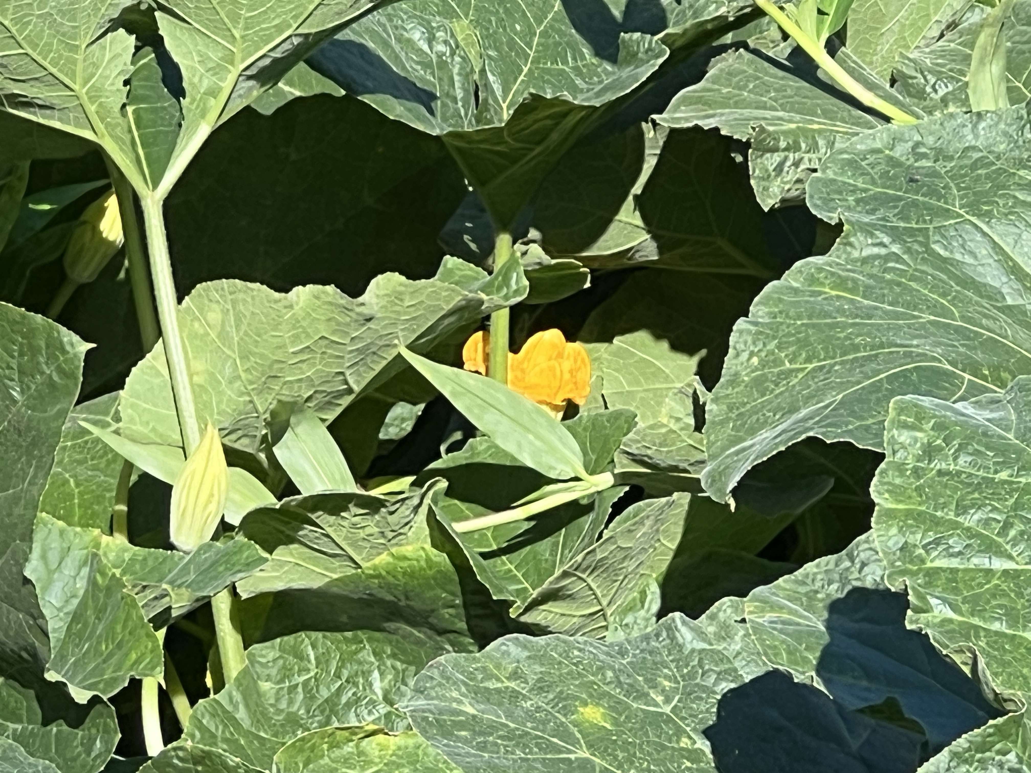 Hilo, HI 96720,430 KAIWIKI RD