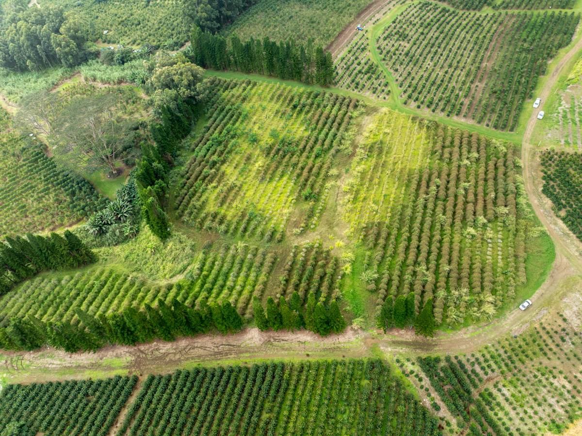 Pahala, HI 96777