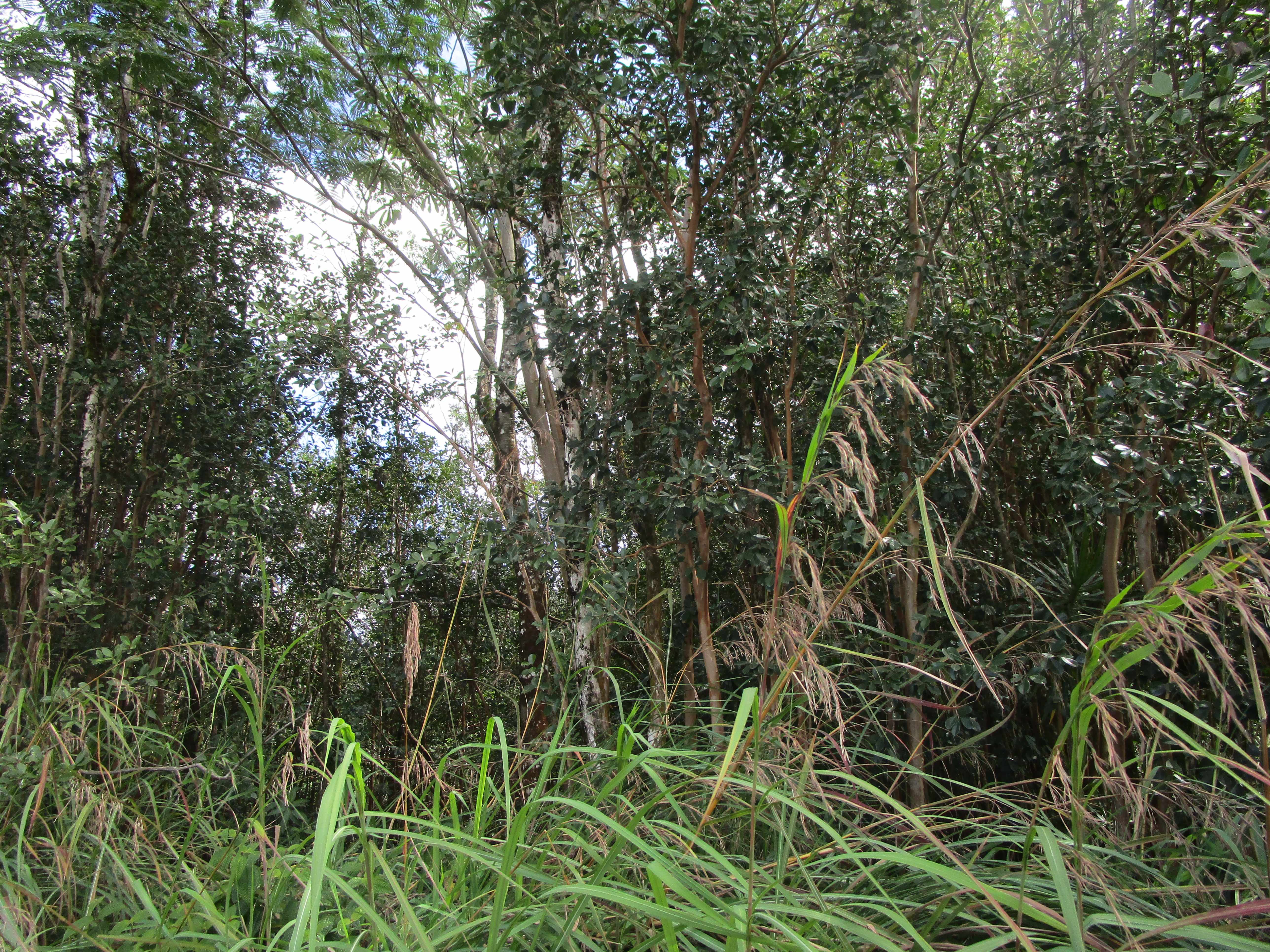 Kurtistown, HI 96760,AULII ST