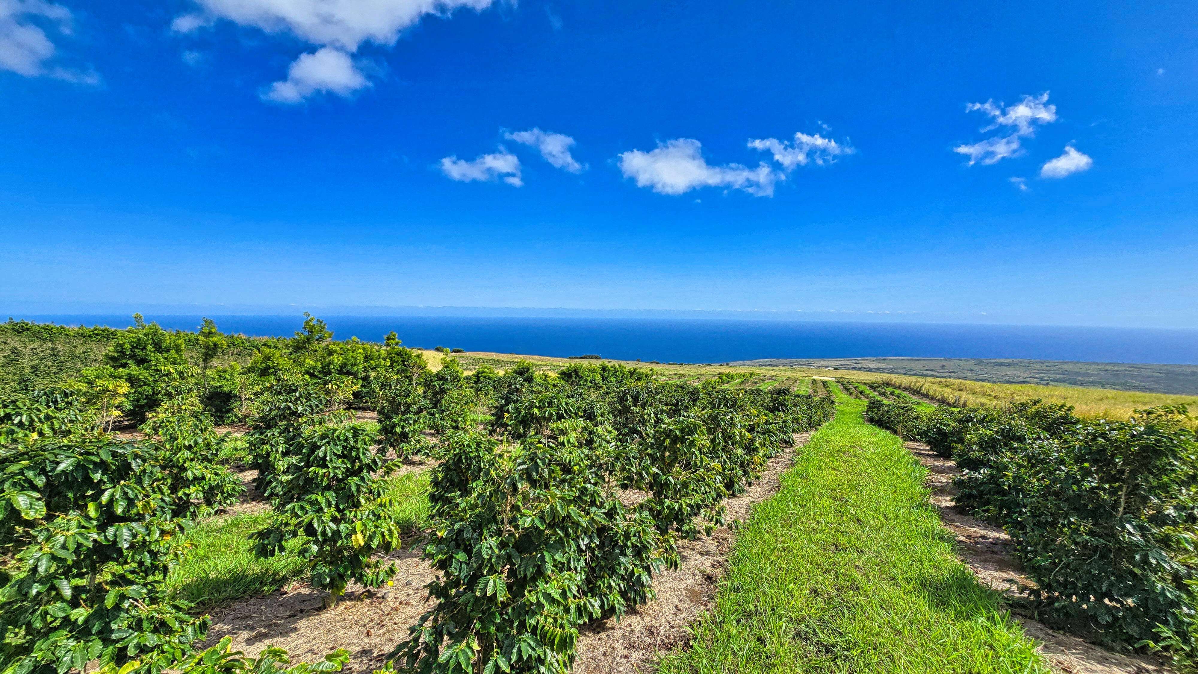 Naalehu, HI 96772,95-3869 HALEMAUNA RD