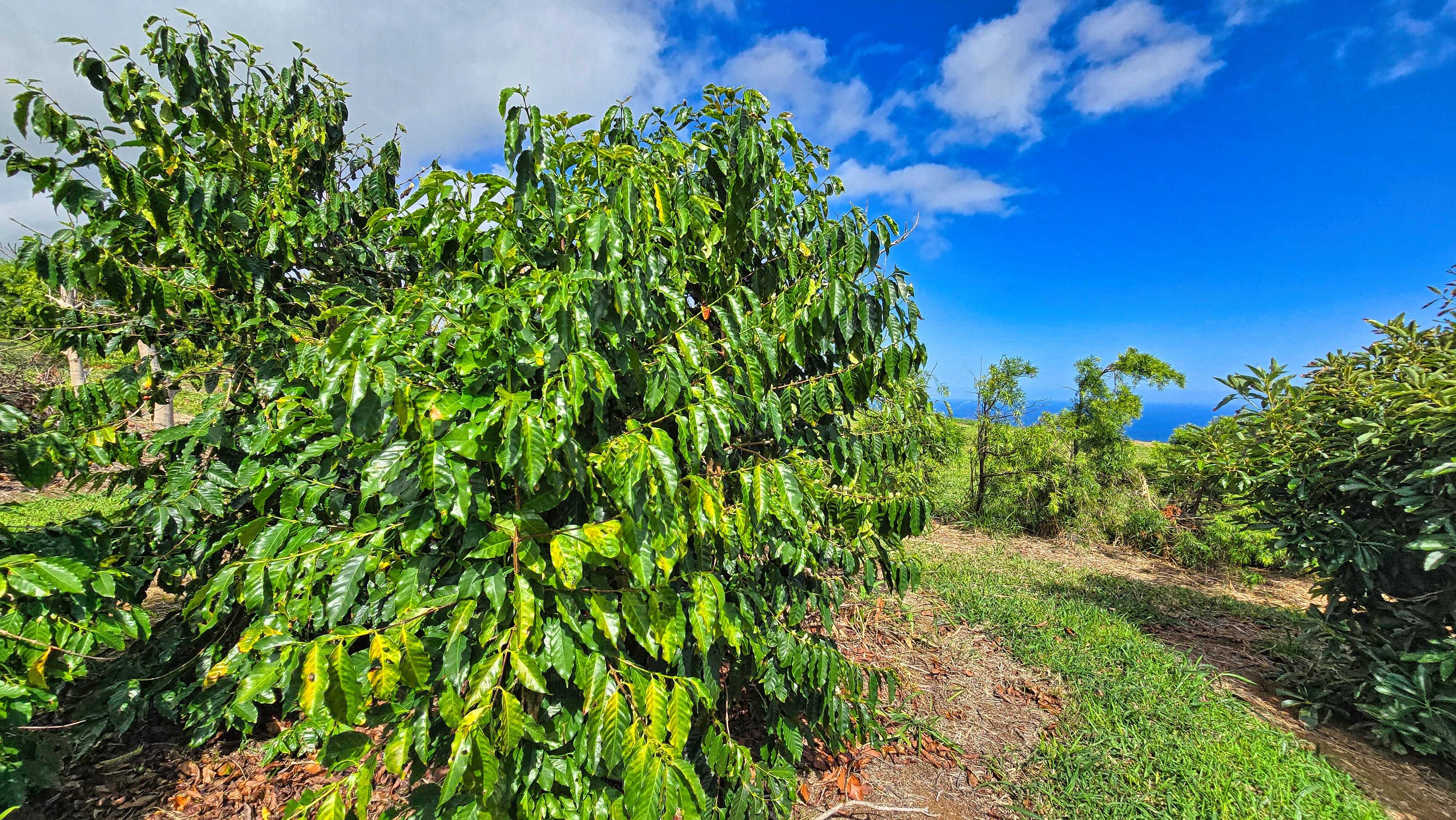 Naalehu, HI 96772,95-3869 HALEMAUNA RD