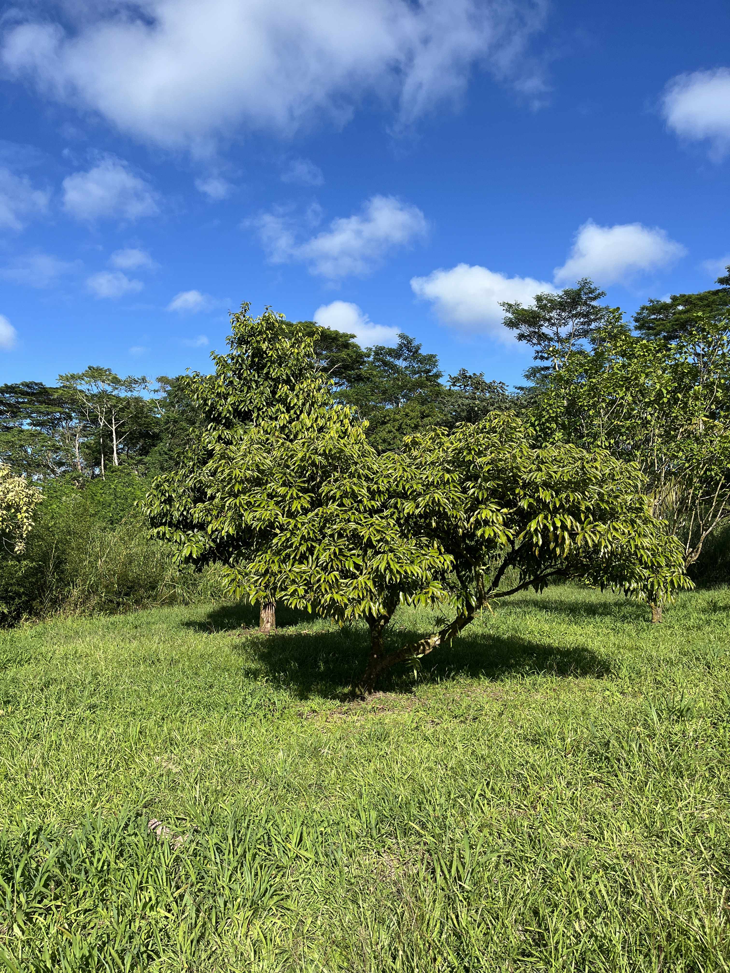 Pahoa, HI 96778,PAHOA KALAPANA RD
