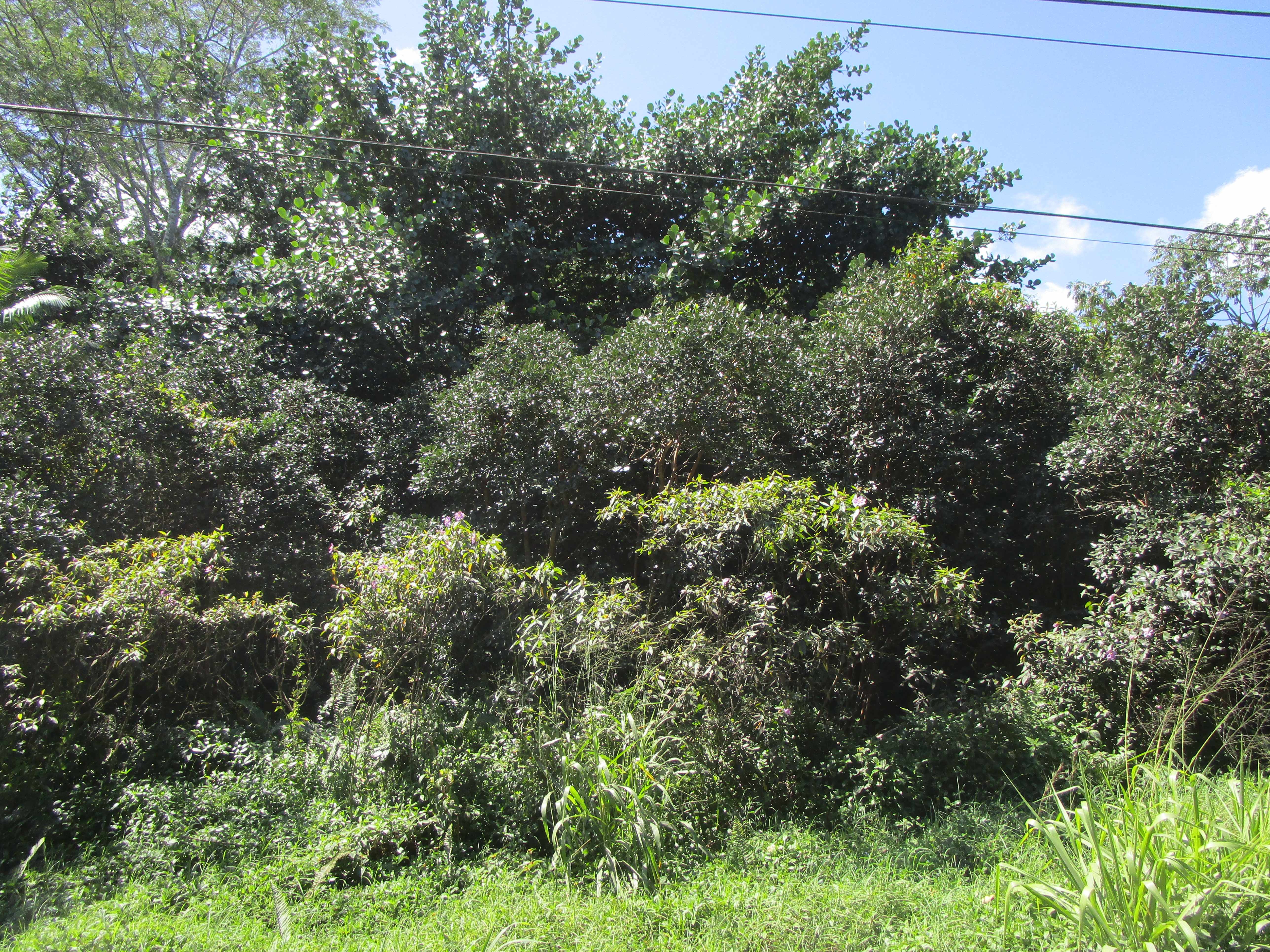 Keaau, HI 96749,9TH AVE (KALAUNU)