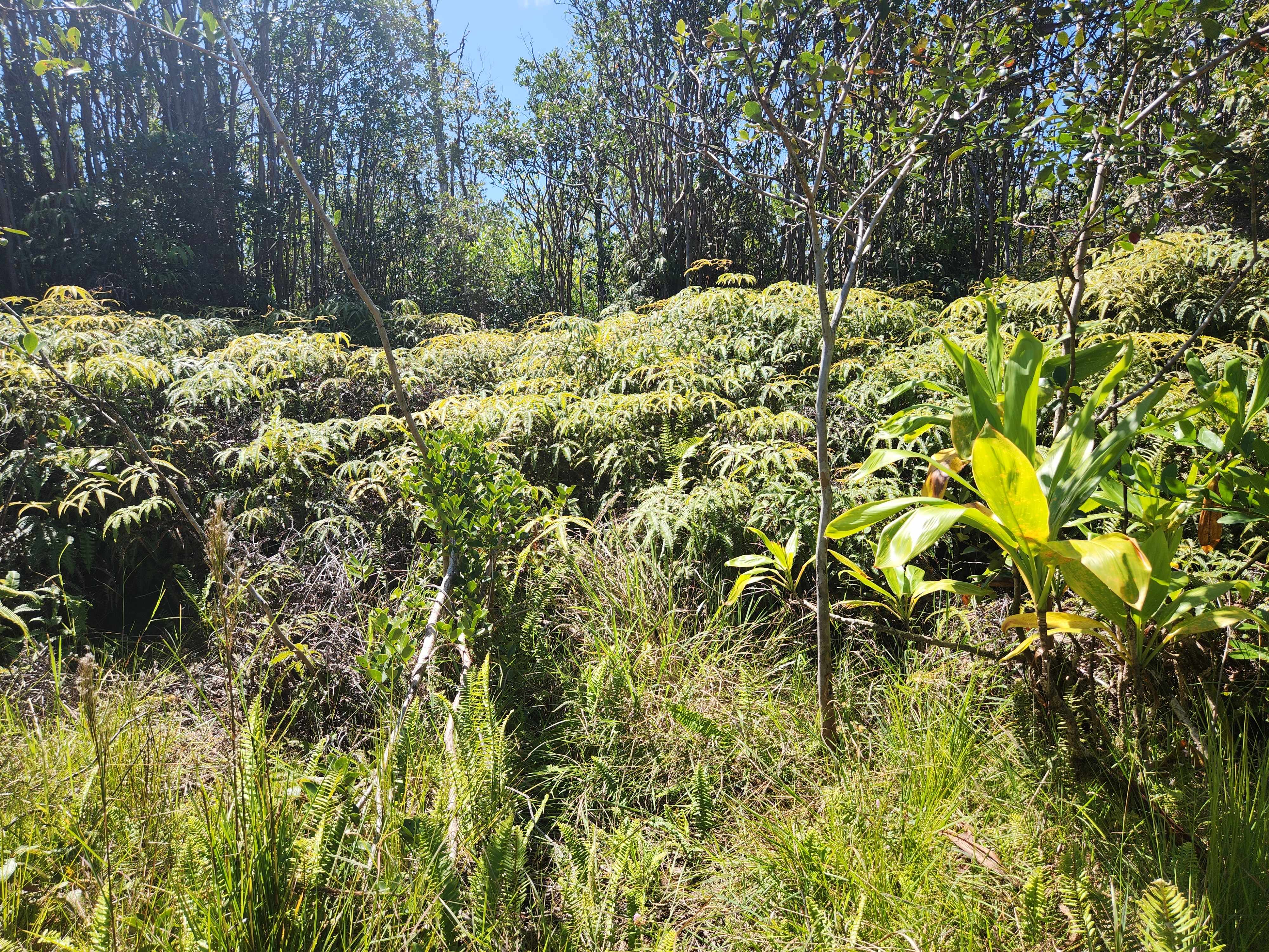 Mountain View, HI 96760,ROAD 6 (OOAA)