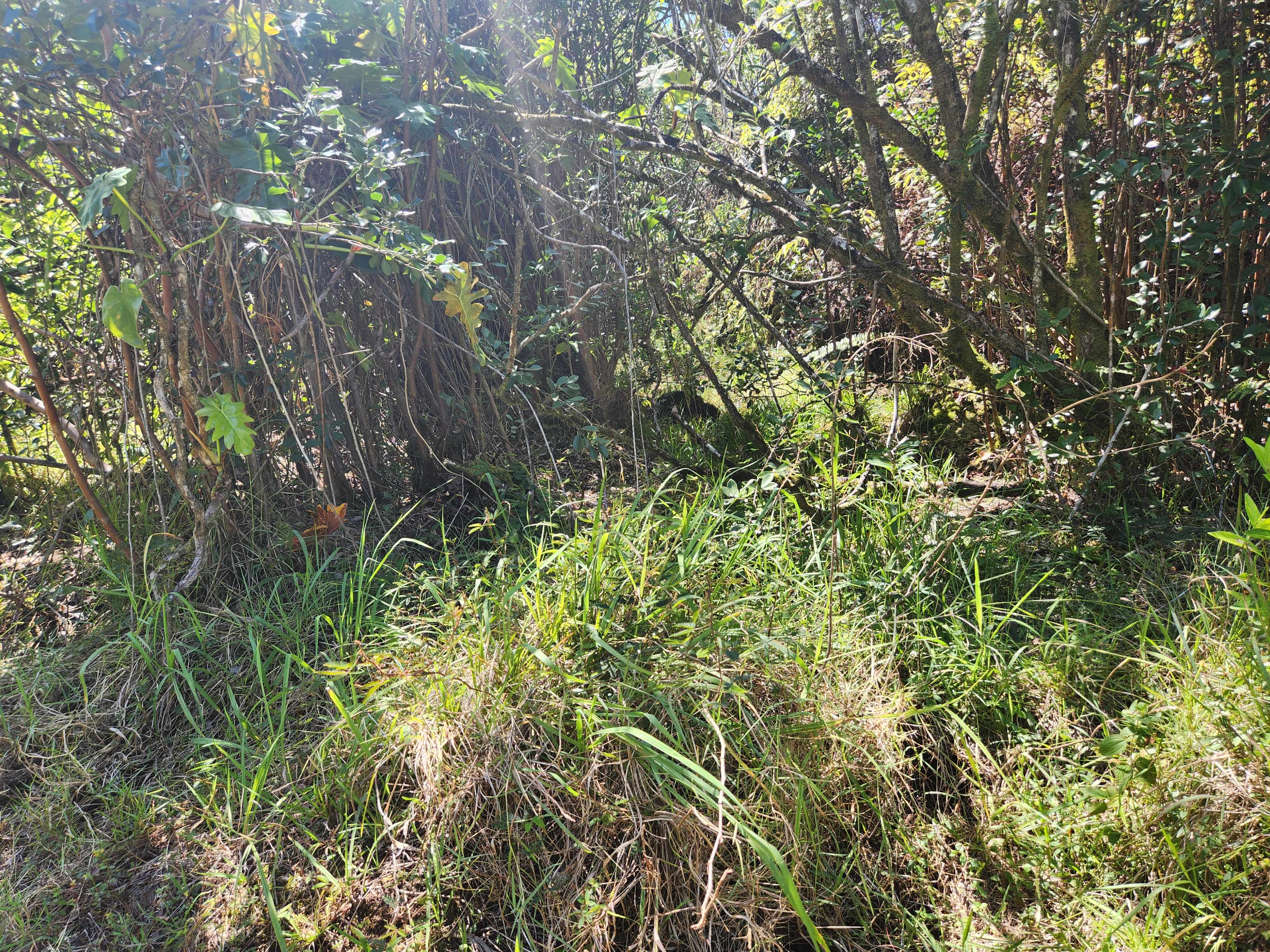 Mountain View, HI 96760,ROAD 6 (OOAA)