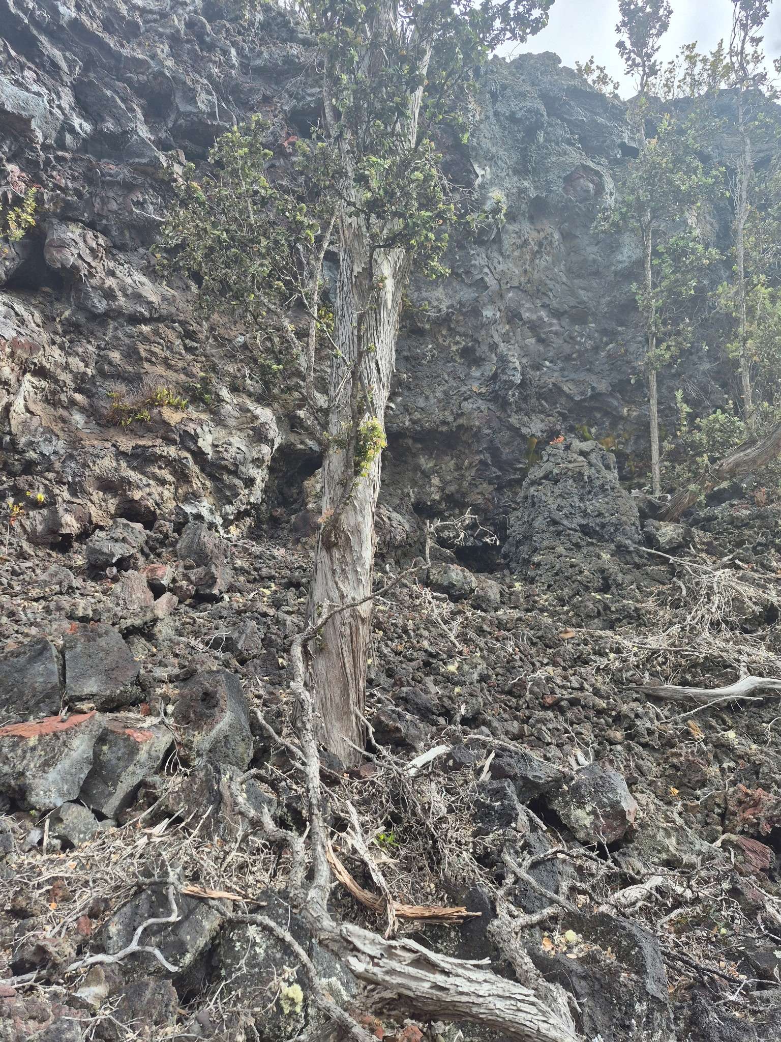 Ocean View, HI 96737,92-9118 BAMBOO LN