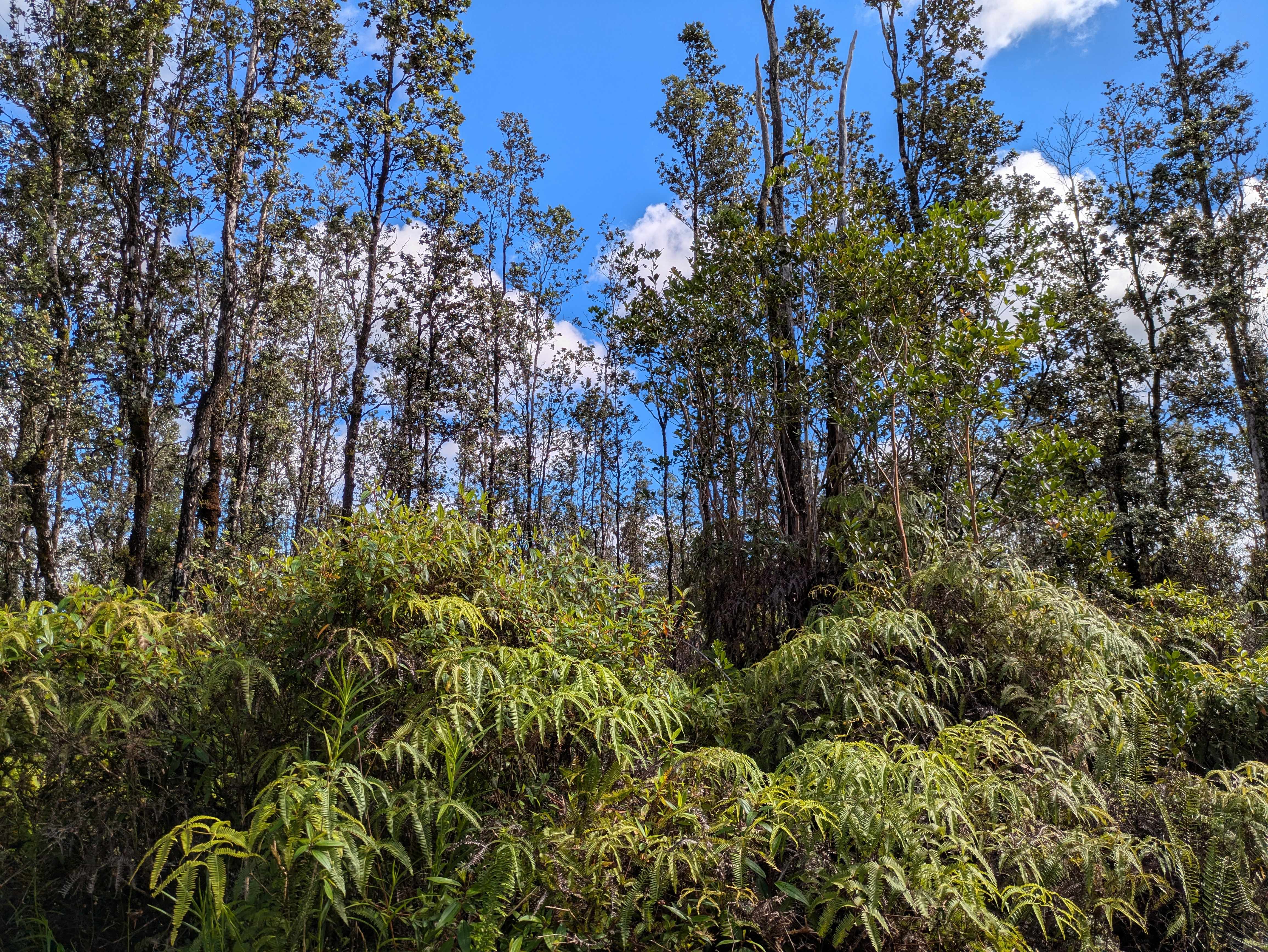 Mountain View, HI 96760,3954 ROAD 5 (UAU)