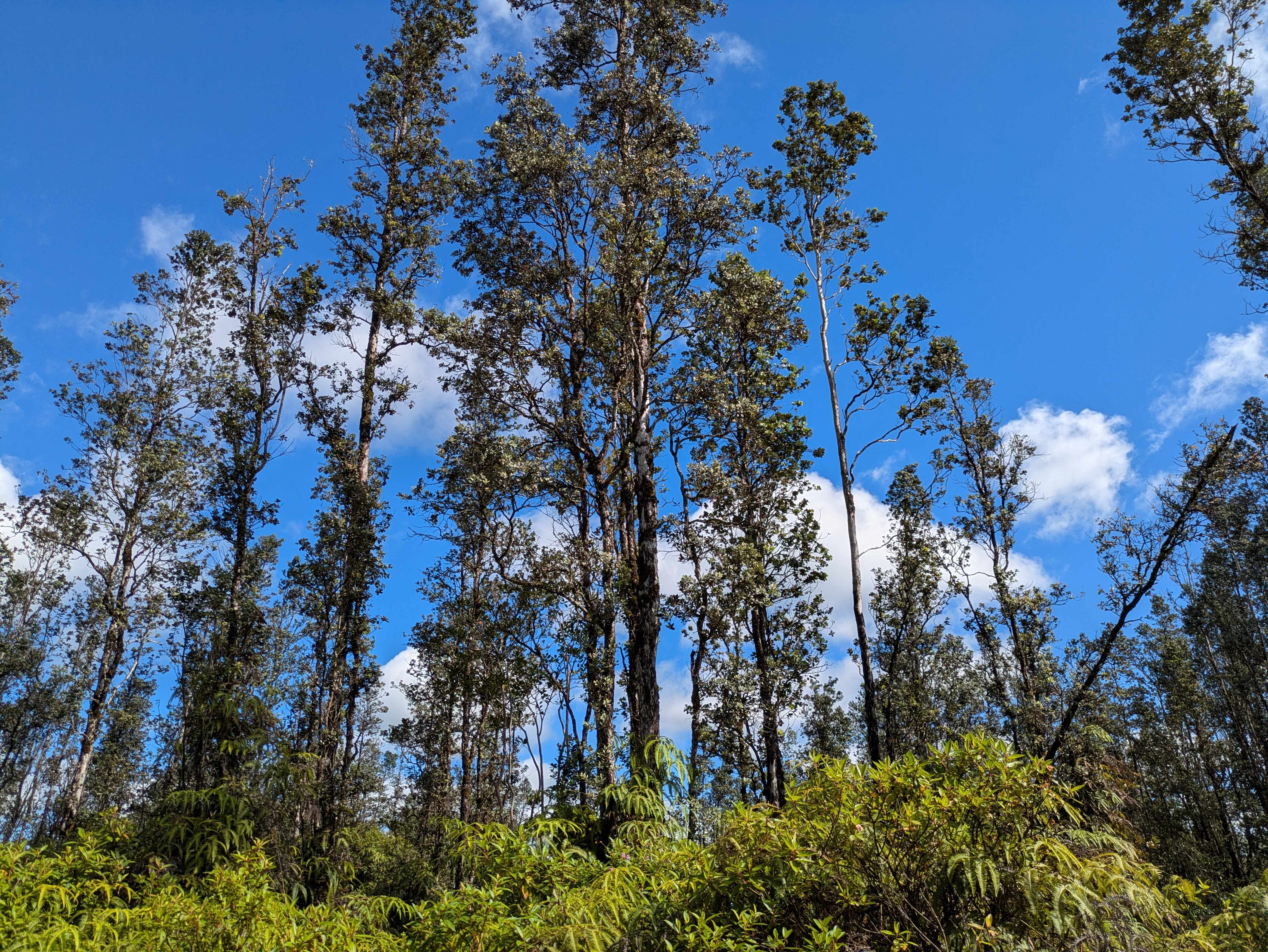 Mountain View, HI 96760,3954 ROAD 5 (UAU)