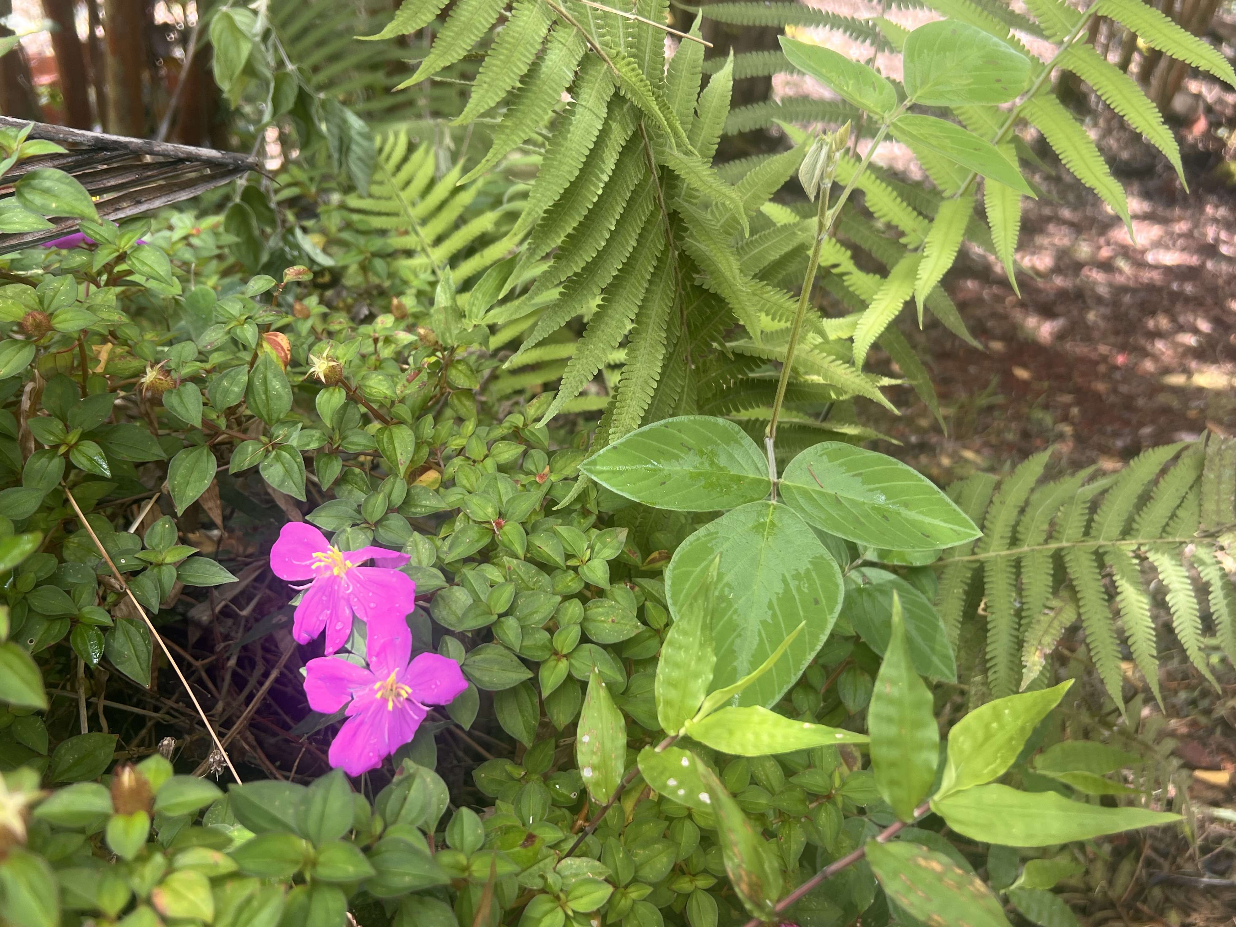 Pahoa, HI 96778,OCEAN VIEW PKWY