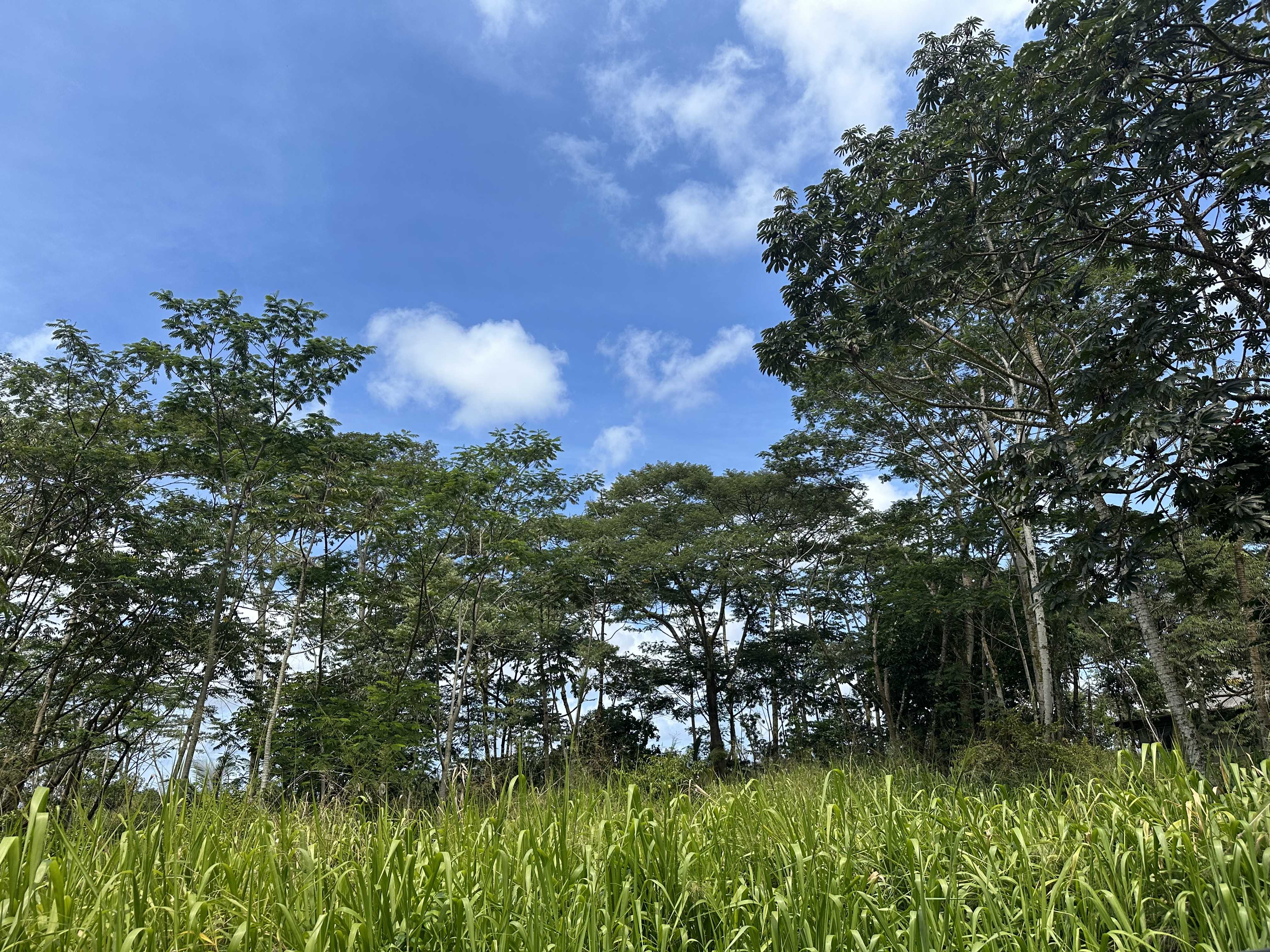 Keaau, HI 96749,TIKI RD