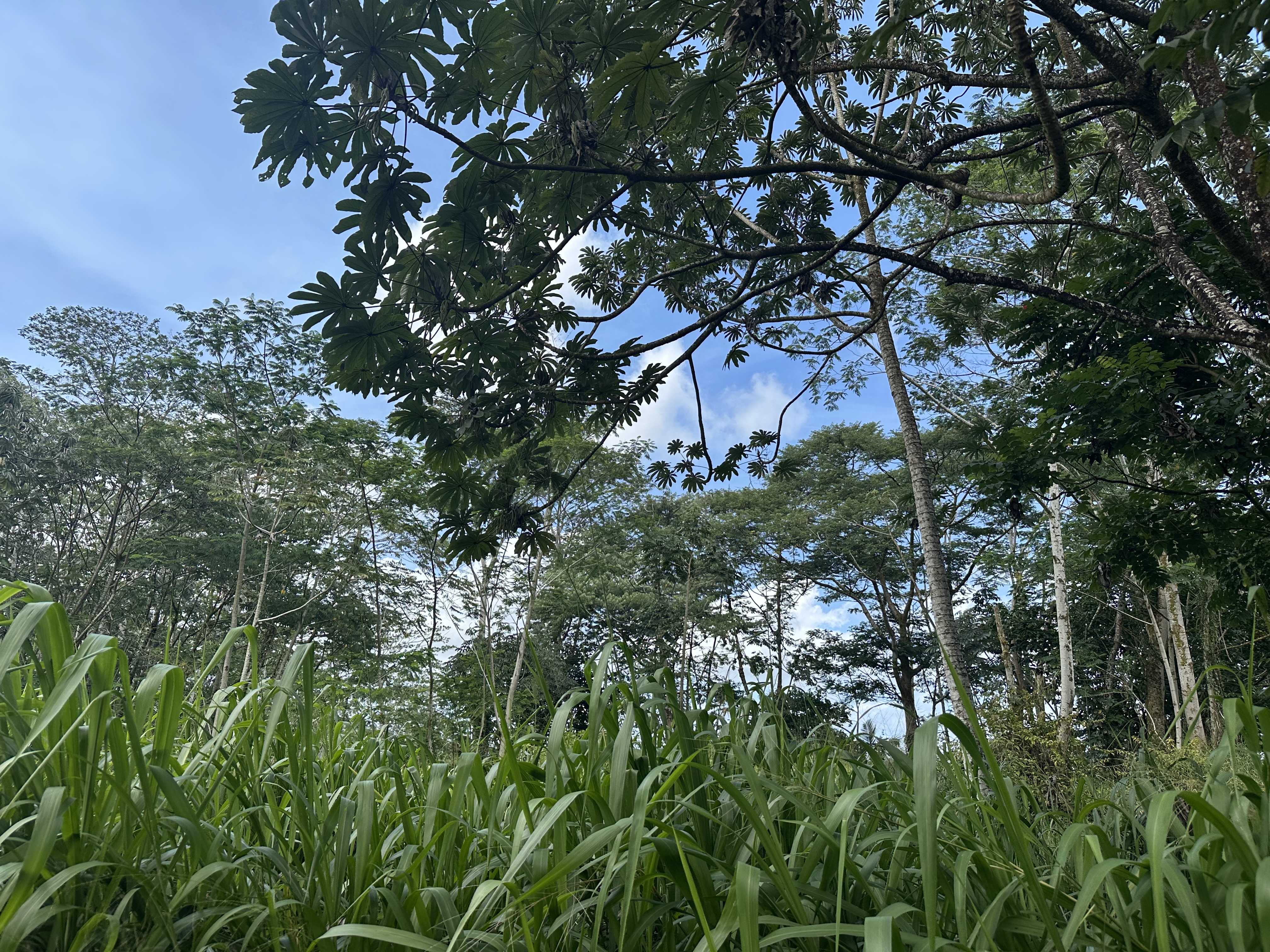 Keaau, HI 96749,TIKI RD