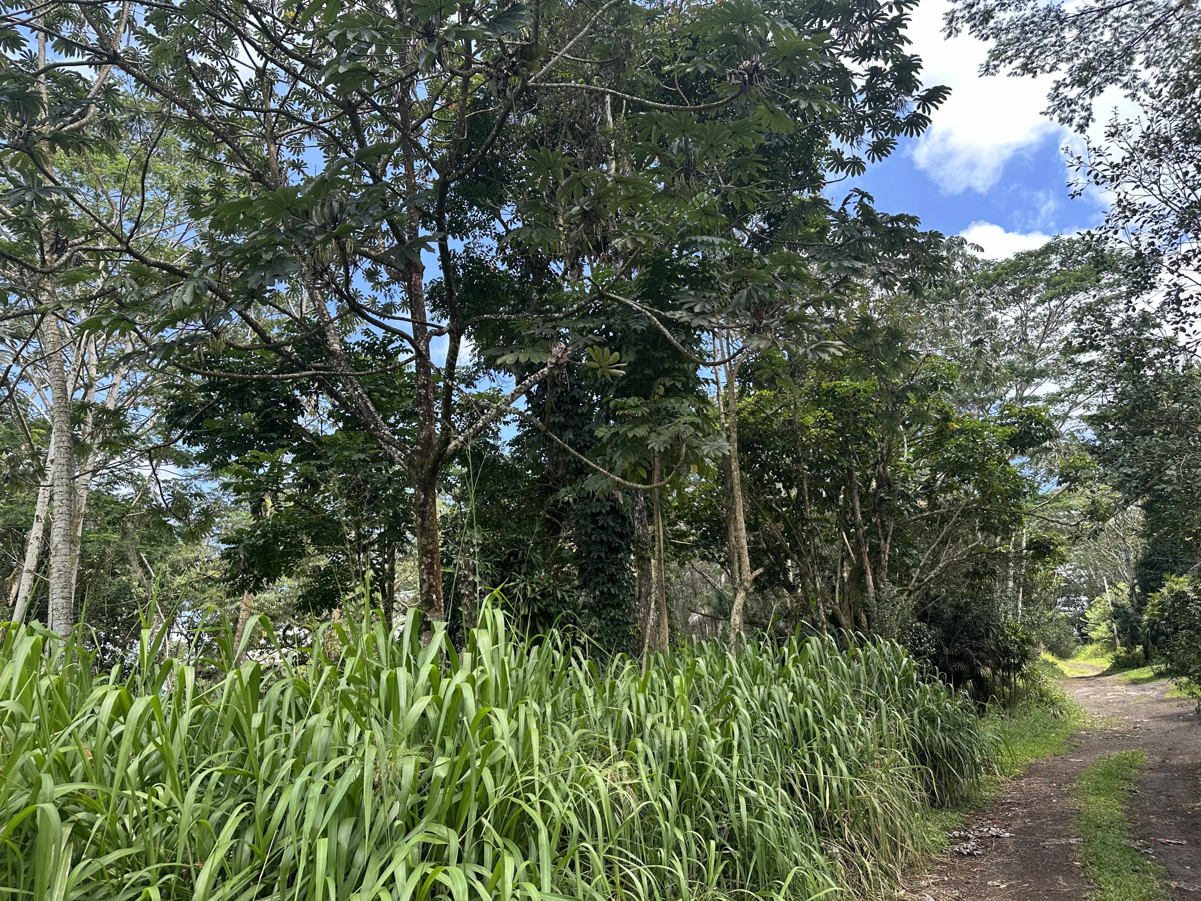 Keaau, HI 96749,TIKI RD