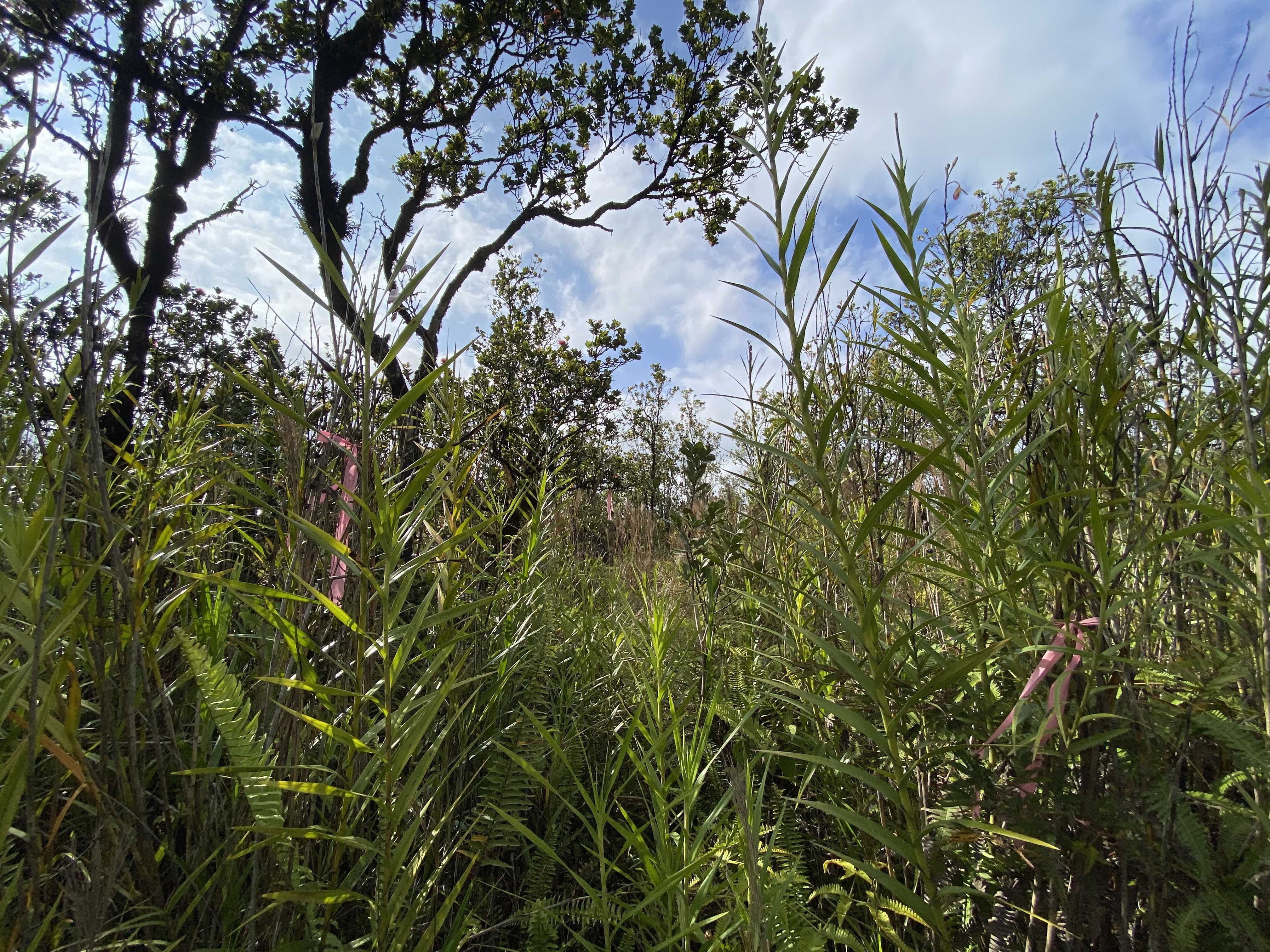 Volcano, HI 96785,KALEPONI DR