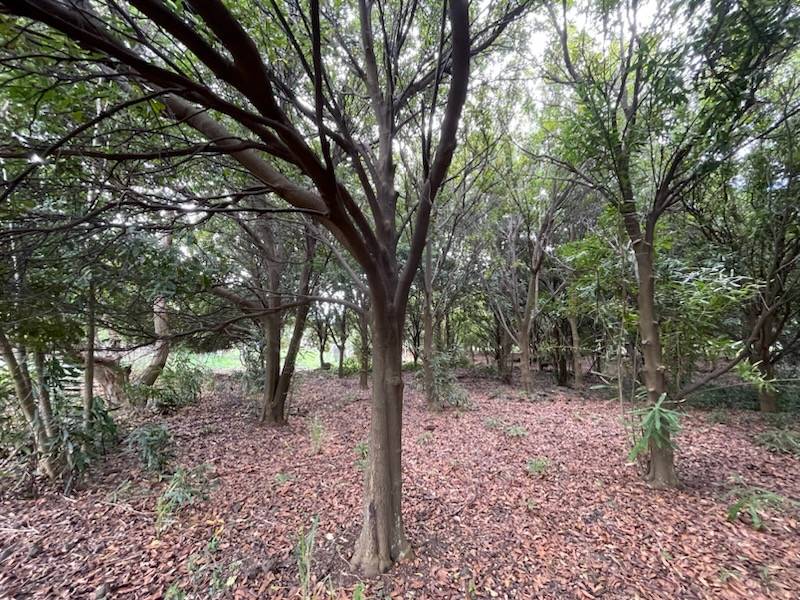 Naalehu, HI 96772,PUKA ST