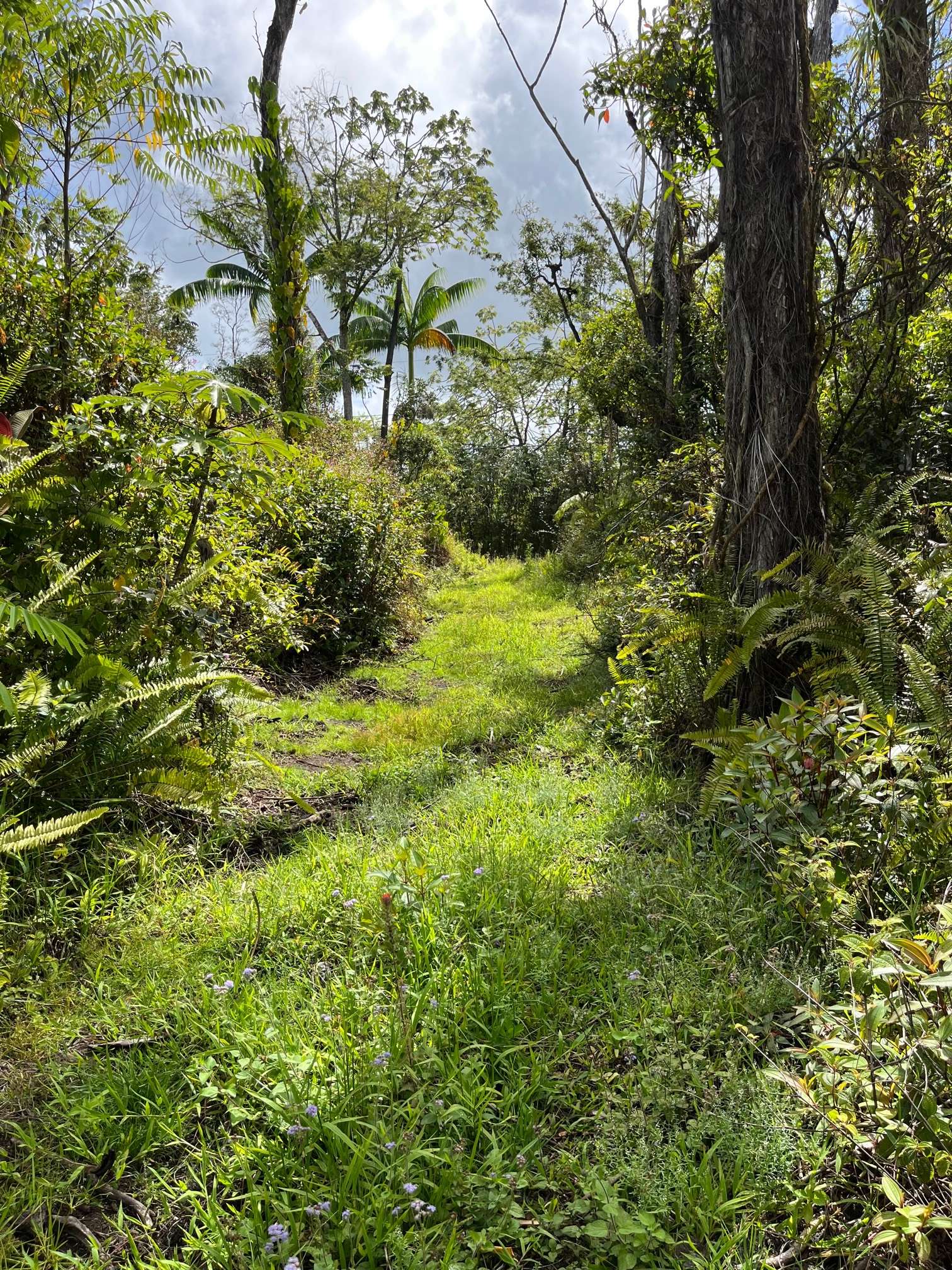 Pahoa, HI 96778,KUMAKAHI ST