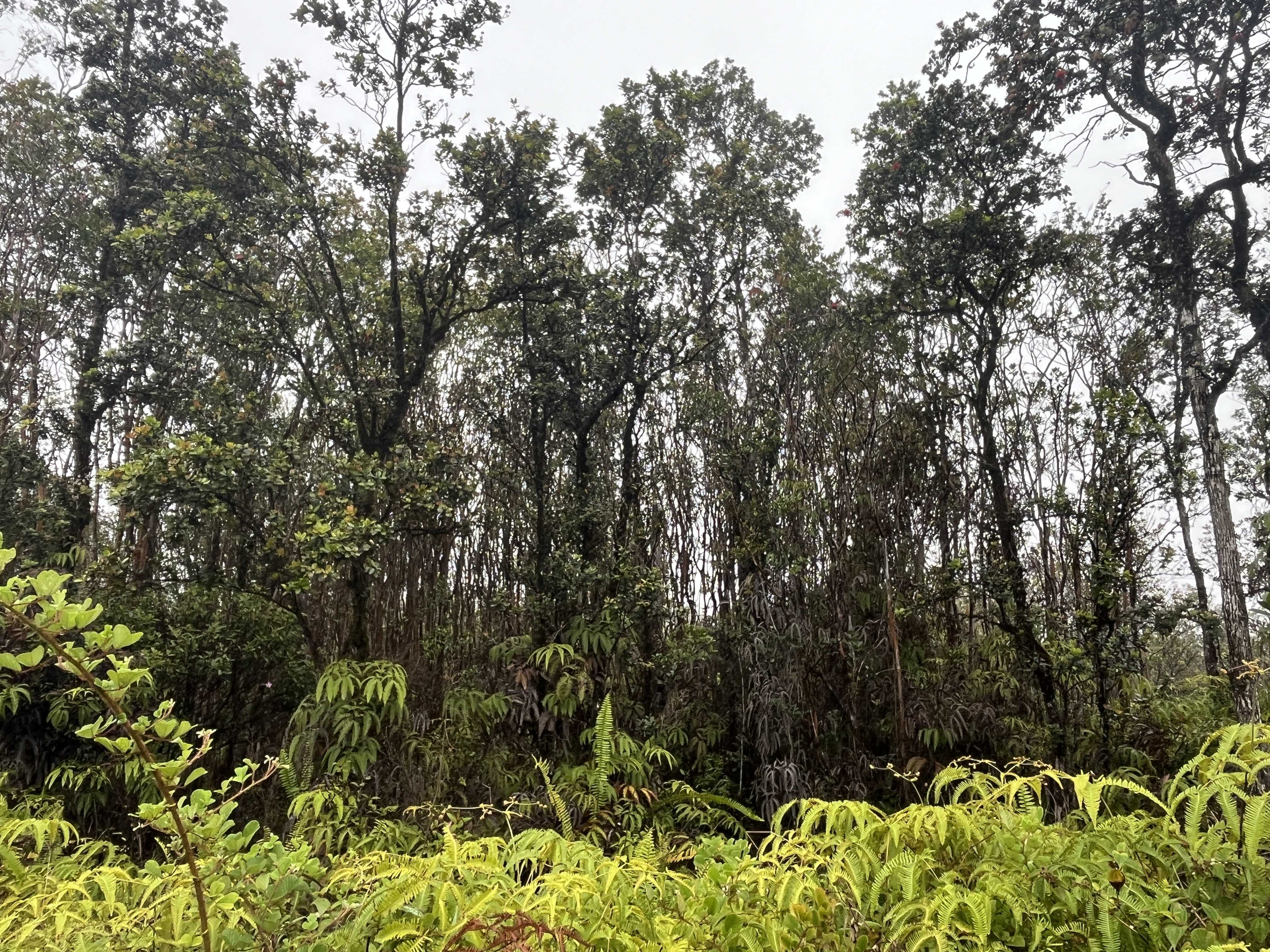 Volcano, HI 96785,LEILA RD