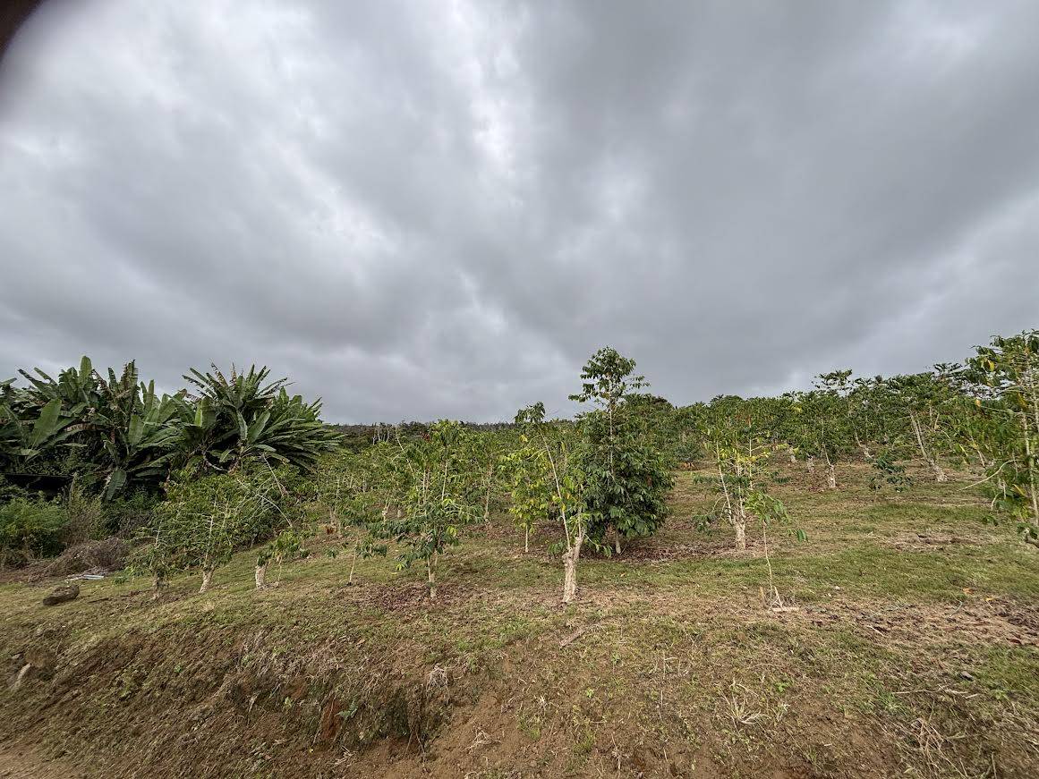 BRUNER RD, Captain Cook, HI 96726