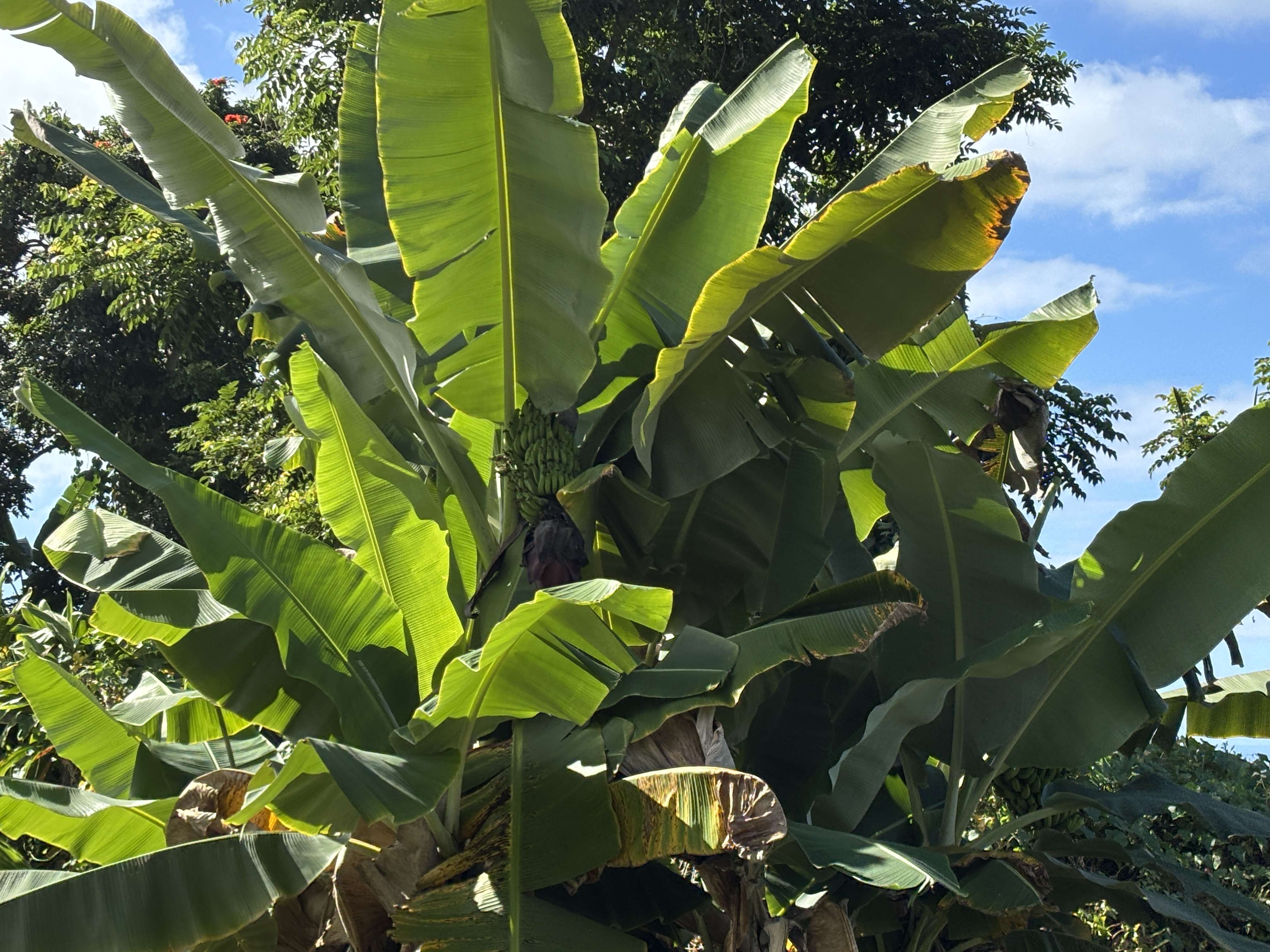 BRUNER RD, Captain Cook, HI 96726