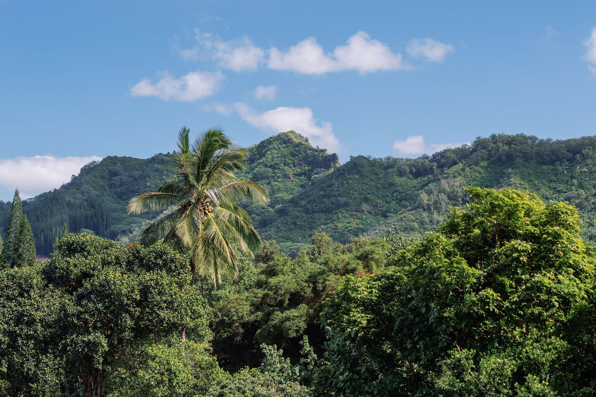 Kapaa, HI 96746,6546-D KUAMOO RD #3