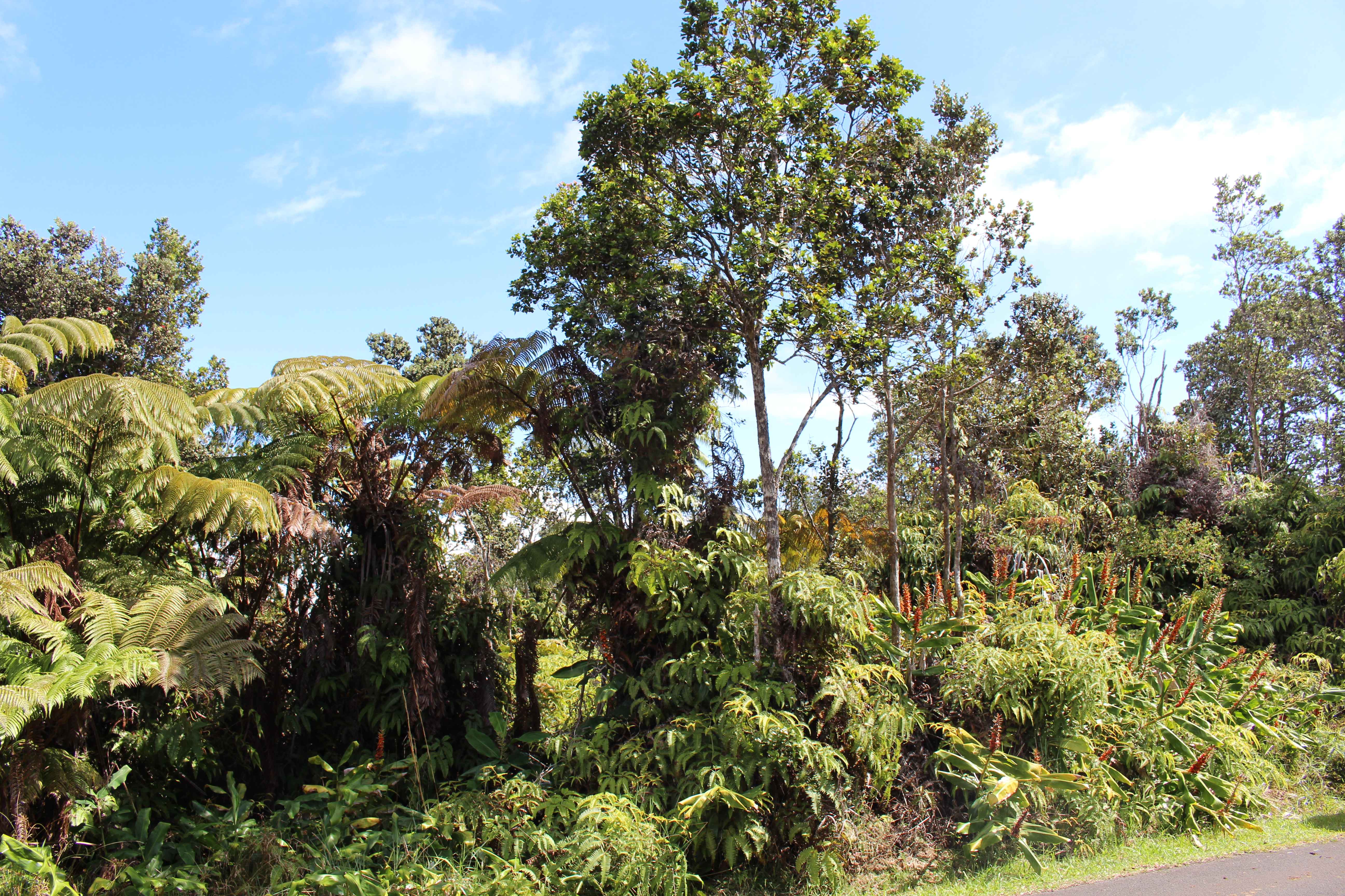 Volcano, HI 96785,NAHELENANI ST