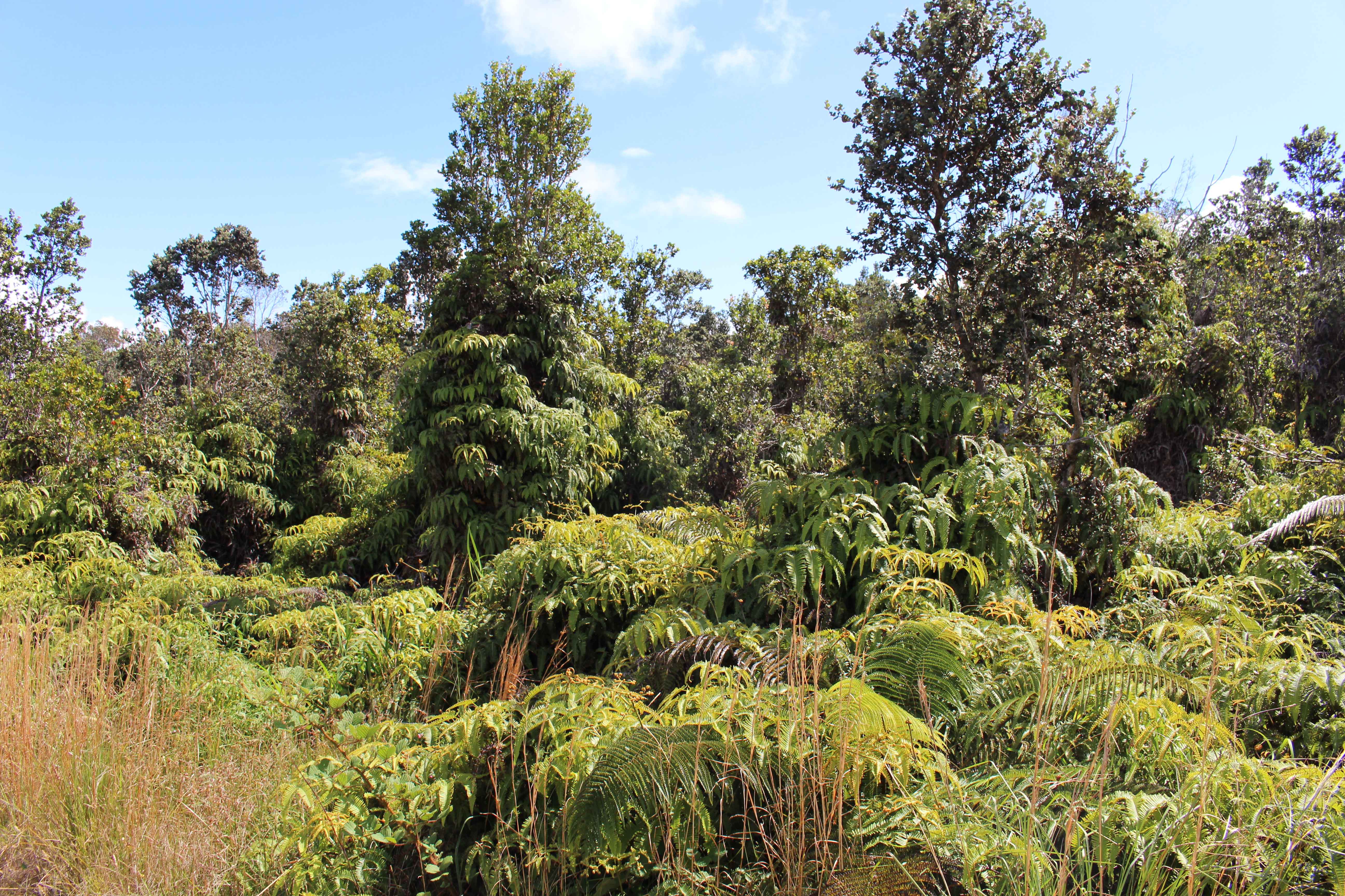 Volcano, HI 96785,NAHELENANI ST