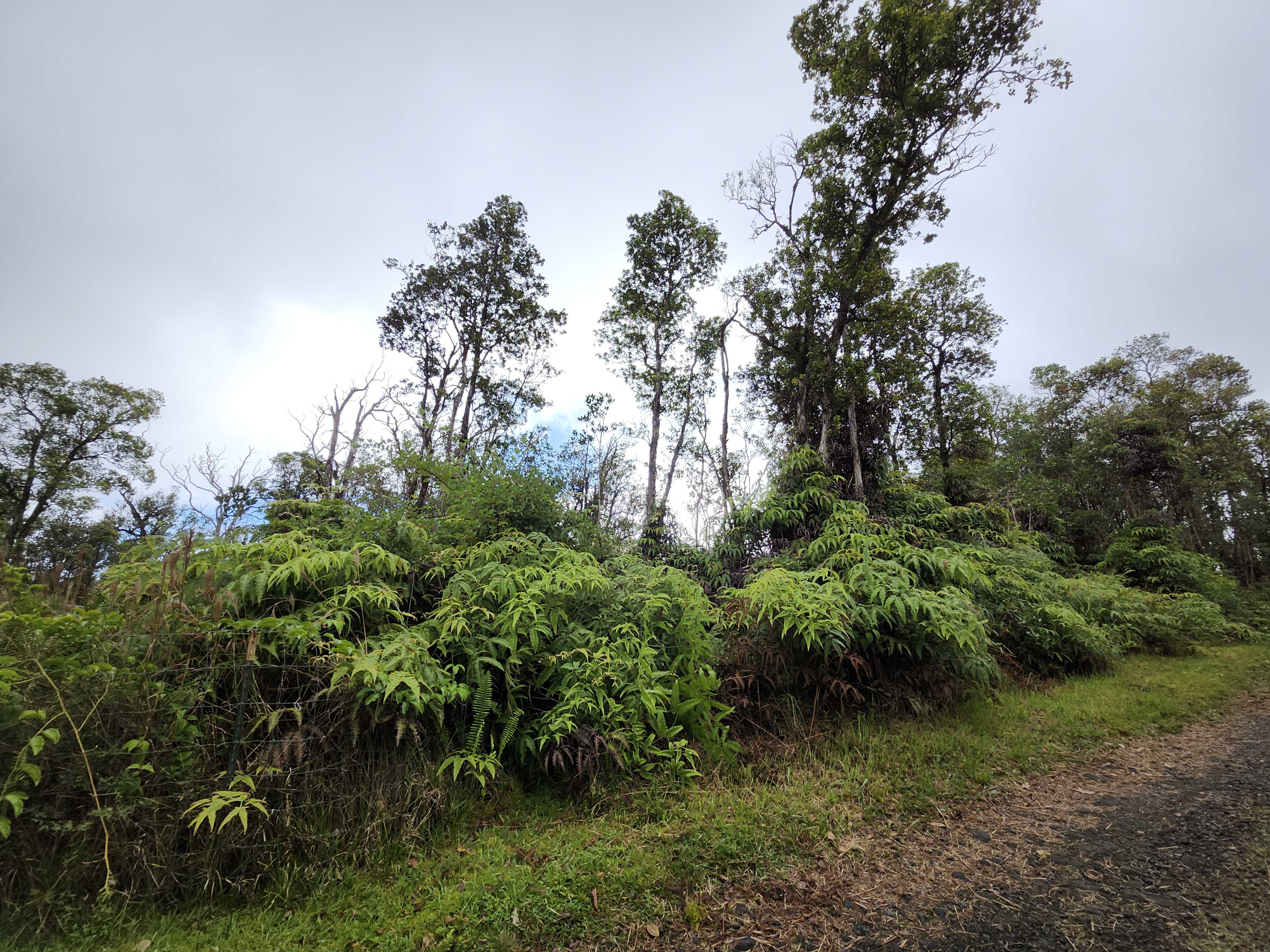 Volcano, HI 96785,ALA NAUALANI