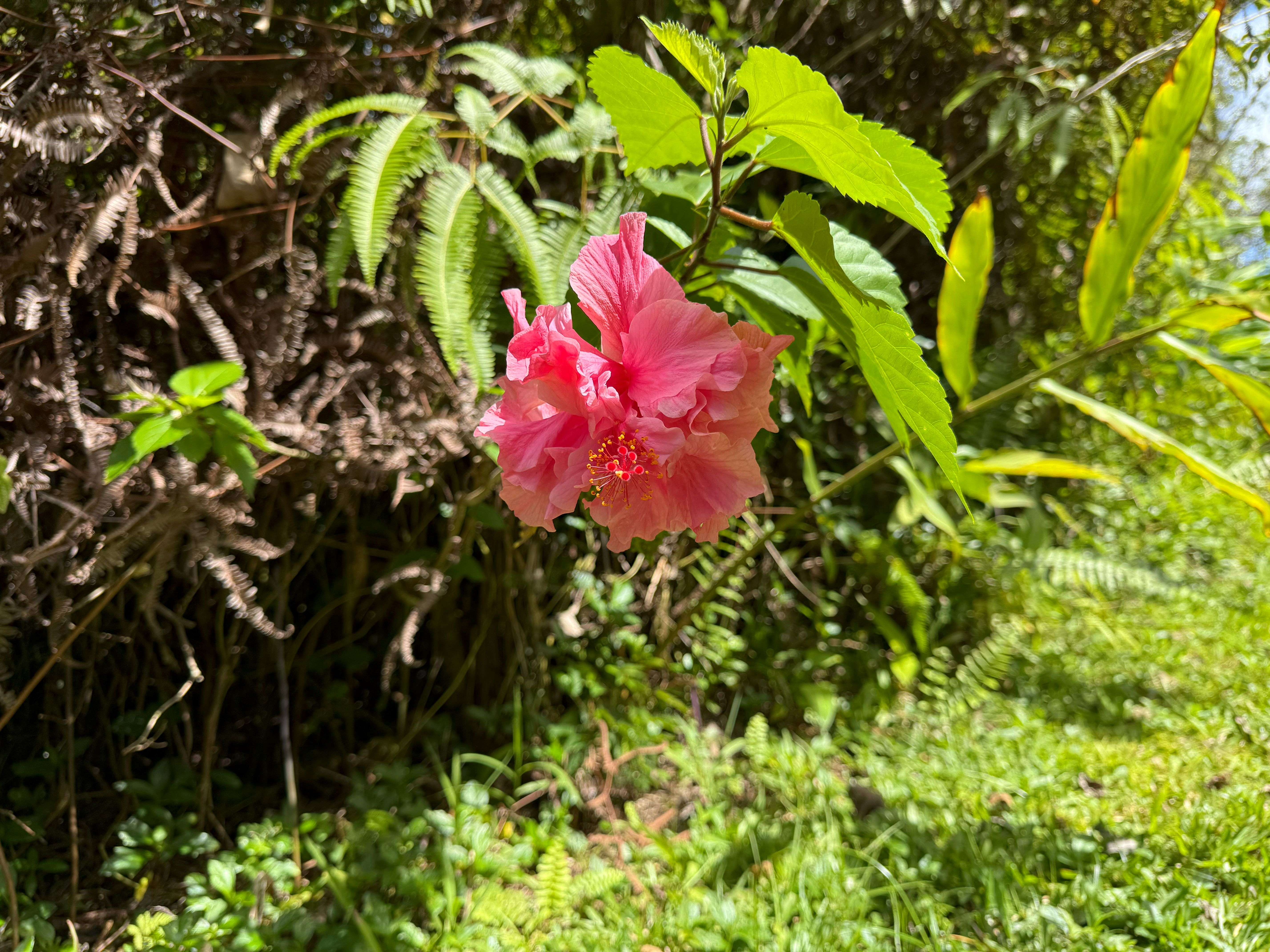 Mountain View, HI 96760,ROAD 4 (IO KEA)