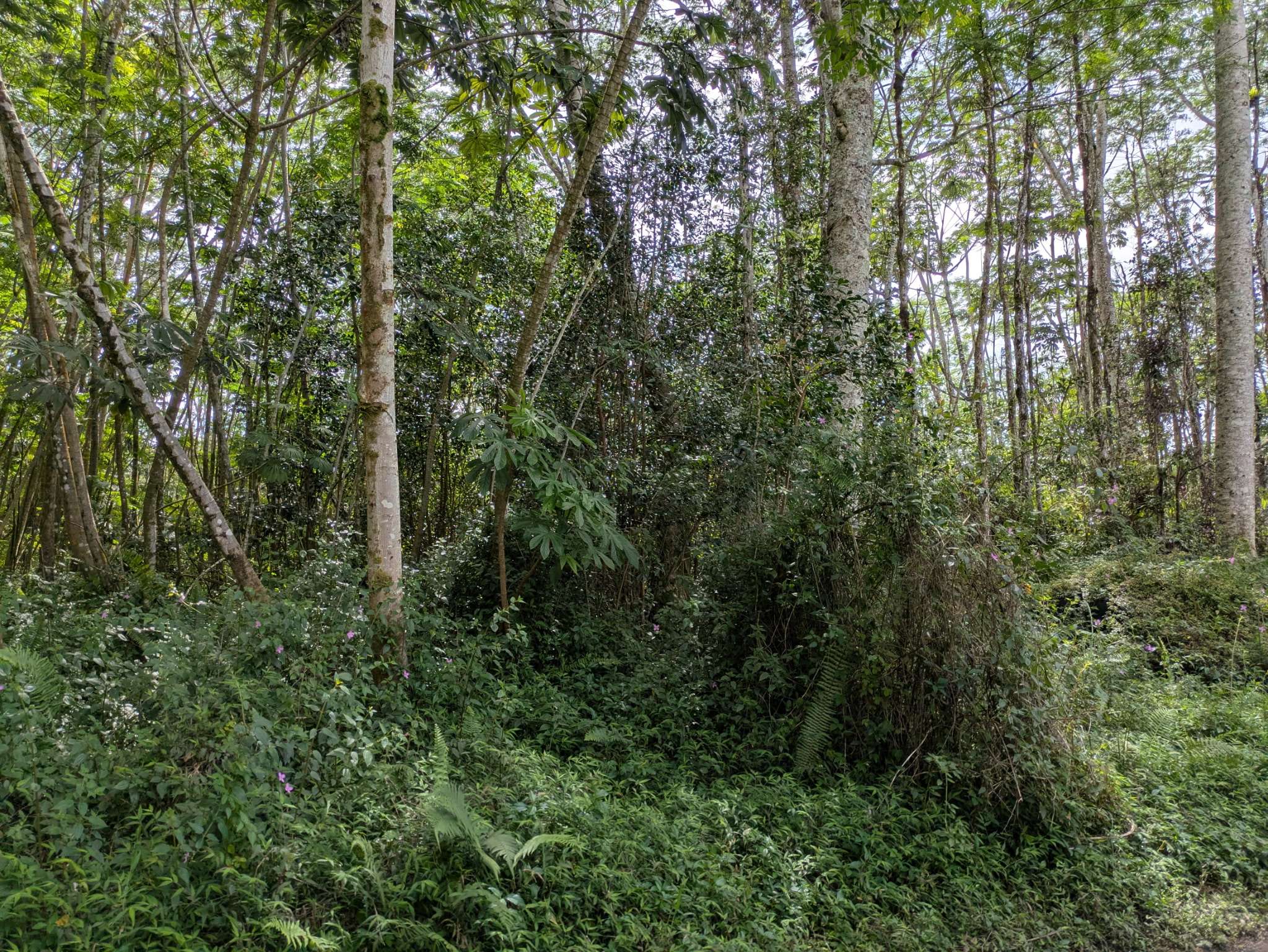 Pahoa, HI 96778,HILO RD