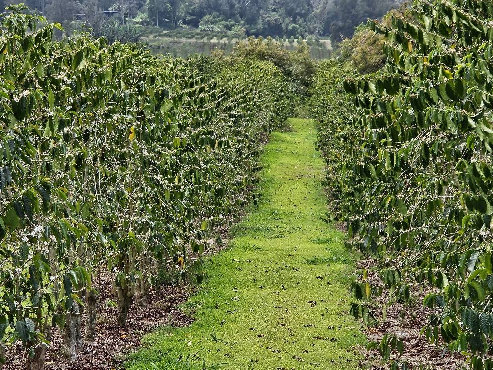 Captain Cook, HI 96704