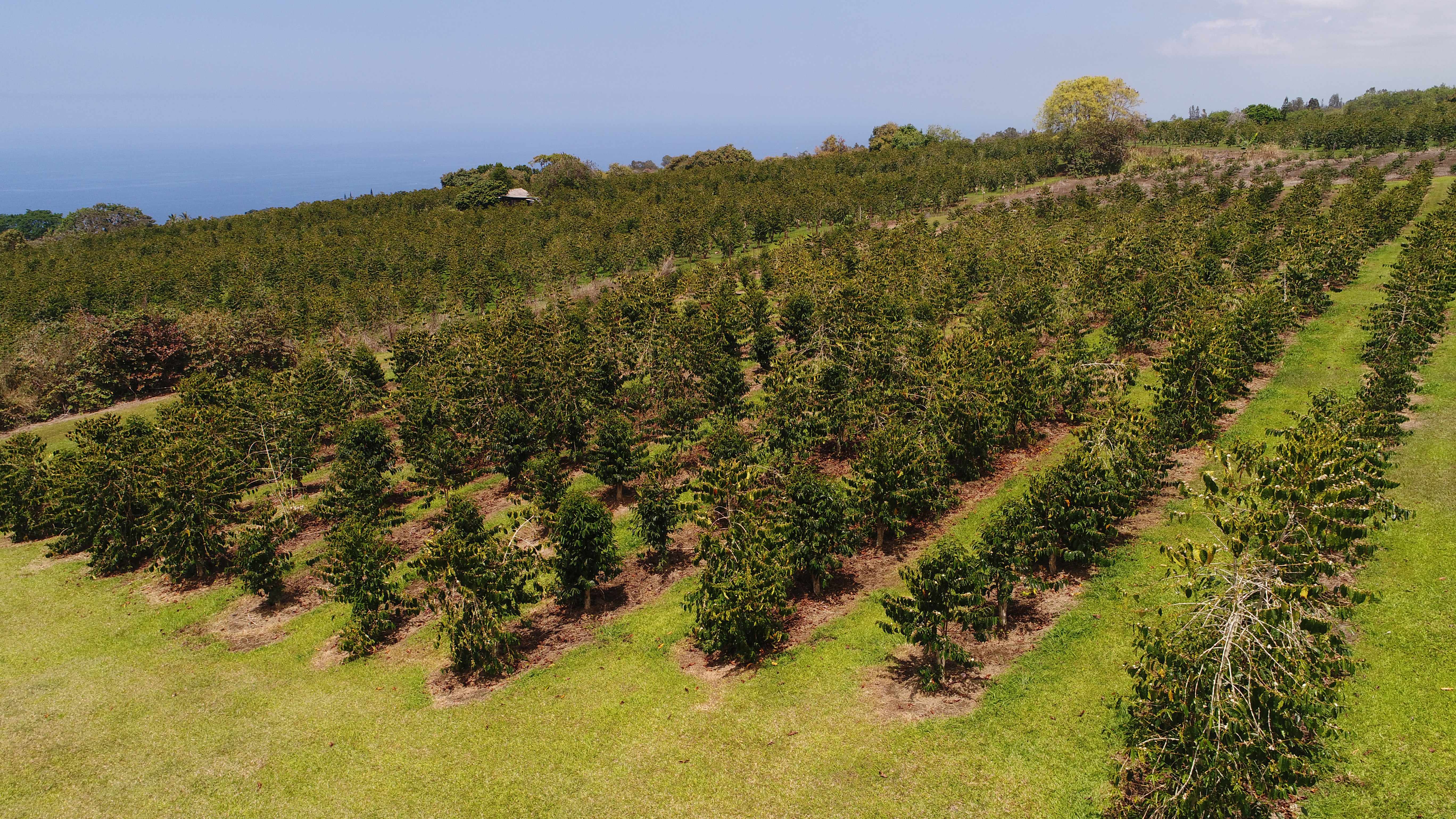 Captain Cook, HI 96704