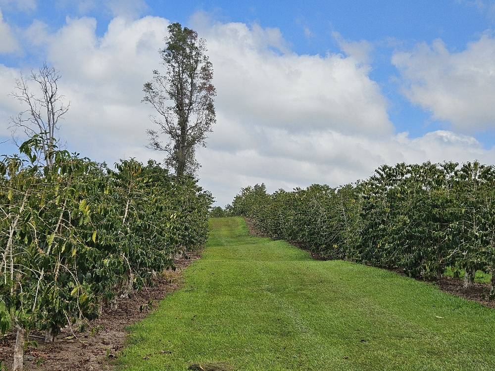 Captain Cook, HI 96704